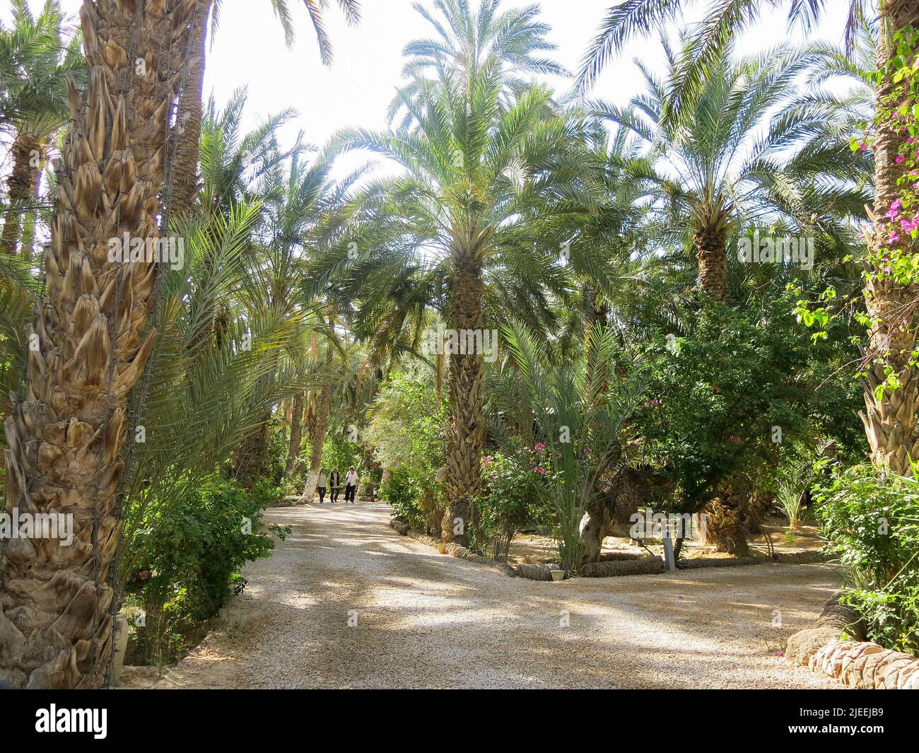 Una passeggiata informale attraverso l'Oasi del deserto Foto Stock