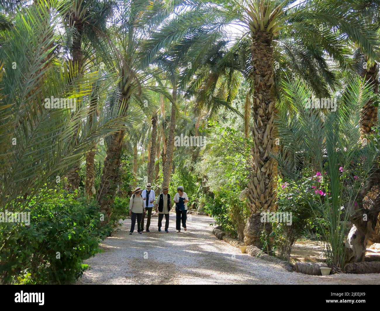 Una passeggiata informale attraverso l'Oasi del deserto Foto Stock