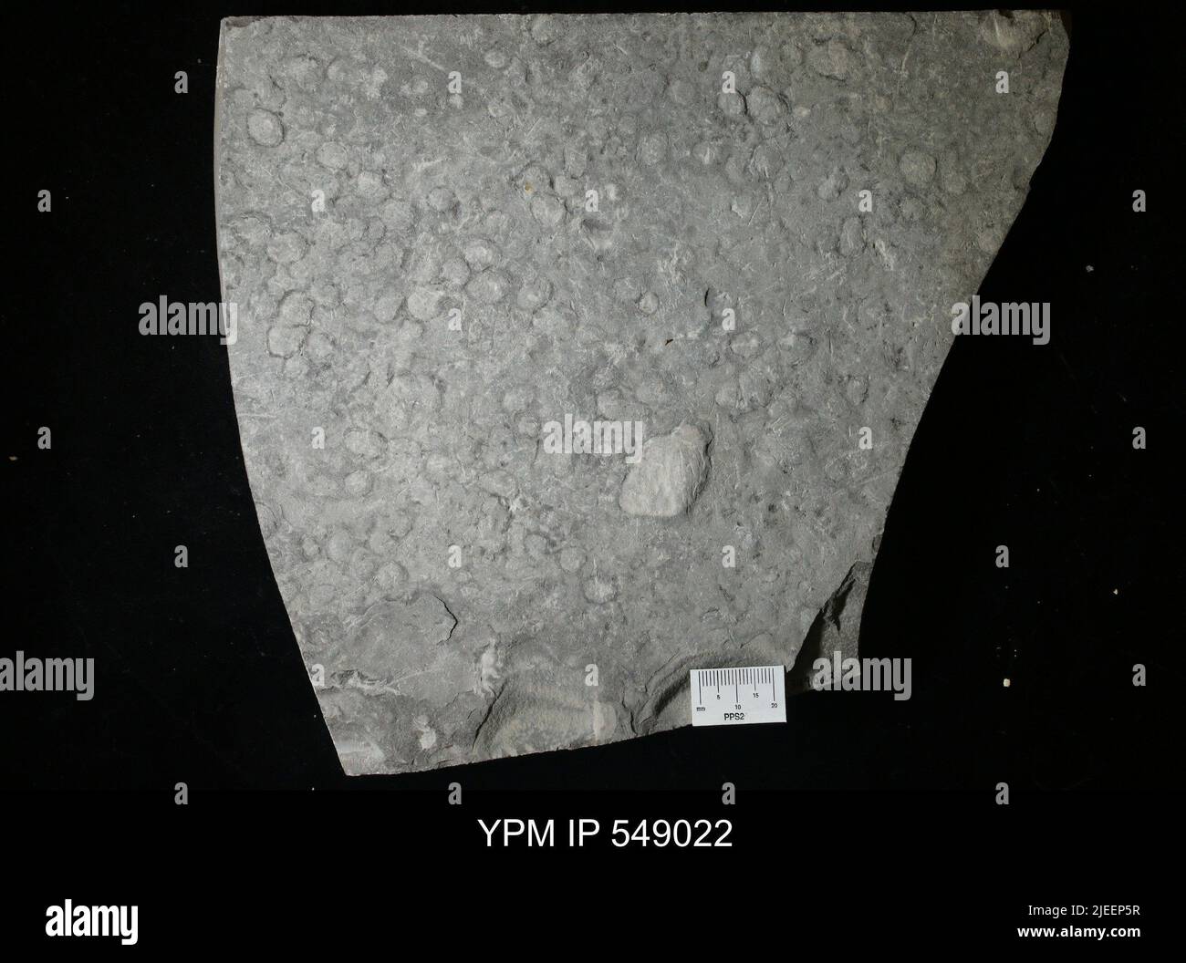 microbialite-trombolite. Foto Stock