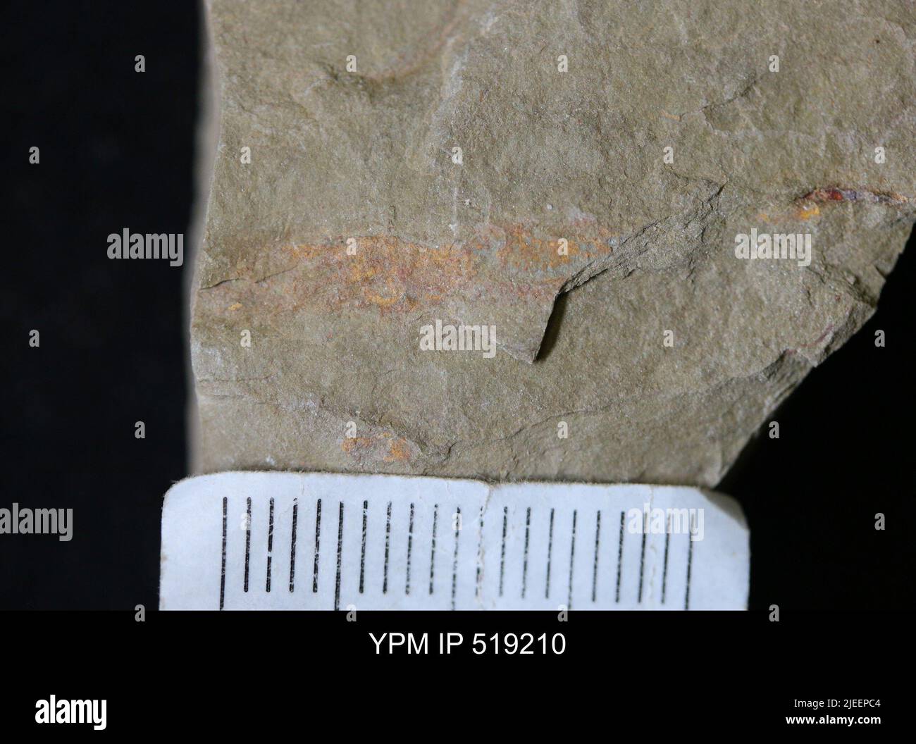 Animalia. Foto Stock