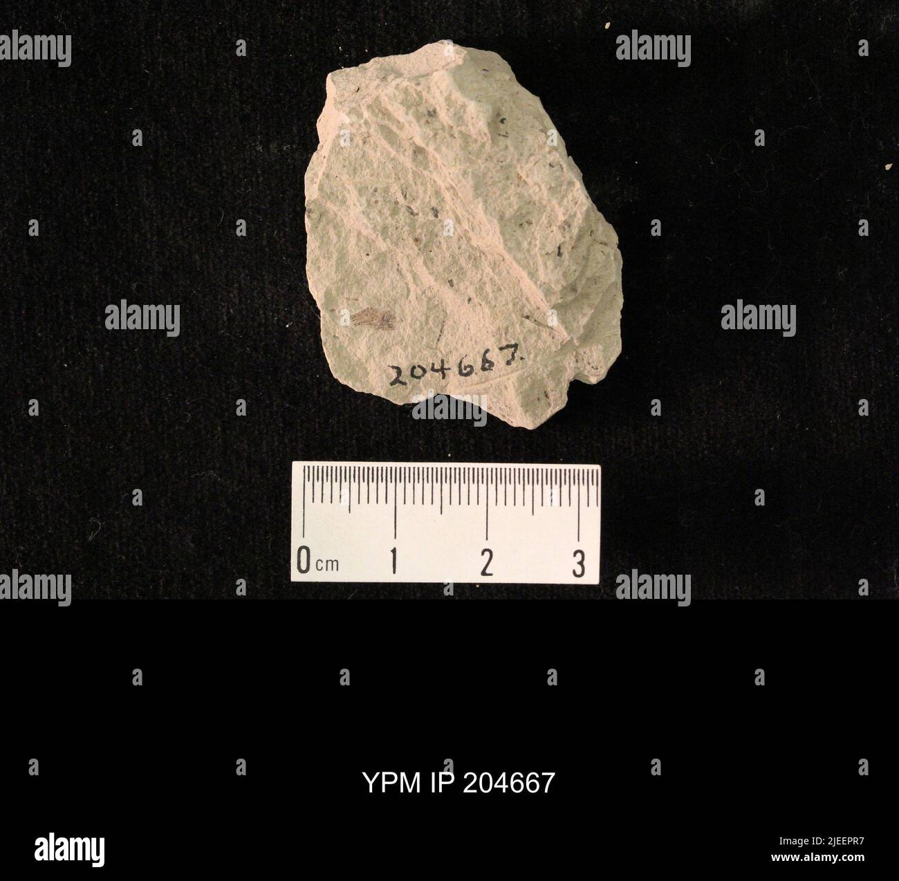 Esapoda. IPB.05168: Kansas. Contea di Dickinson. Elmo. Letti di insetto superiore 2 in N strada tagliata, 20-100 piedi W di culvert, & letto di insetto inferiore, in disegno circa 600 piedi un po 'W di N di quel taglio, 3 mi S & .7 mi e di crocevia a se cor. Di Elmo. [E-101; 3496/C]. Coll: Dunbar, C. O. 1921. Primo Permiano. GRP Sumner Wellington, FM. Elmo LS MBR.; Foto Stock