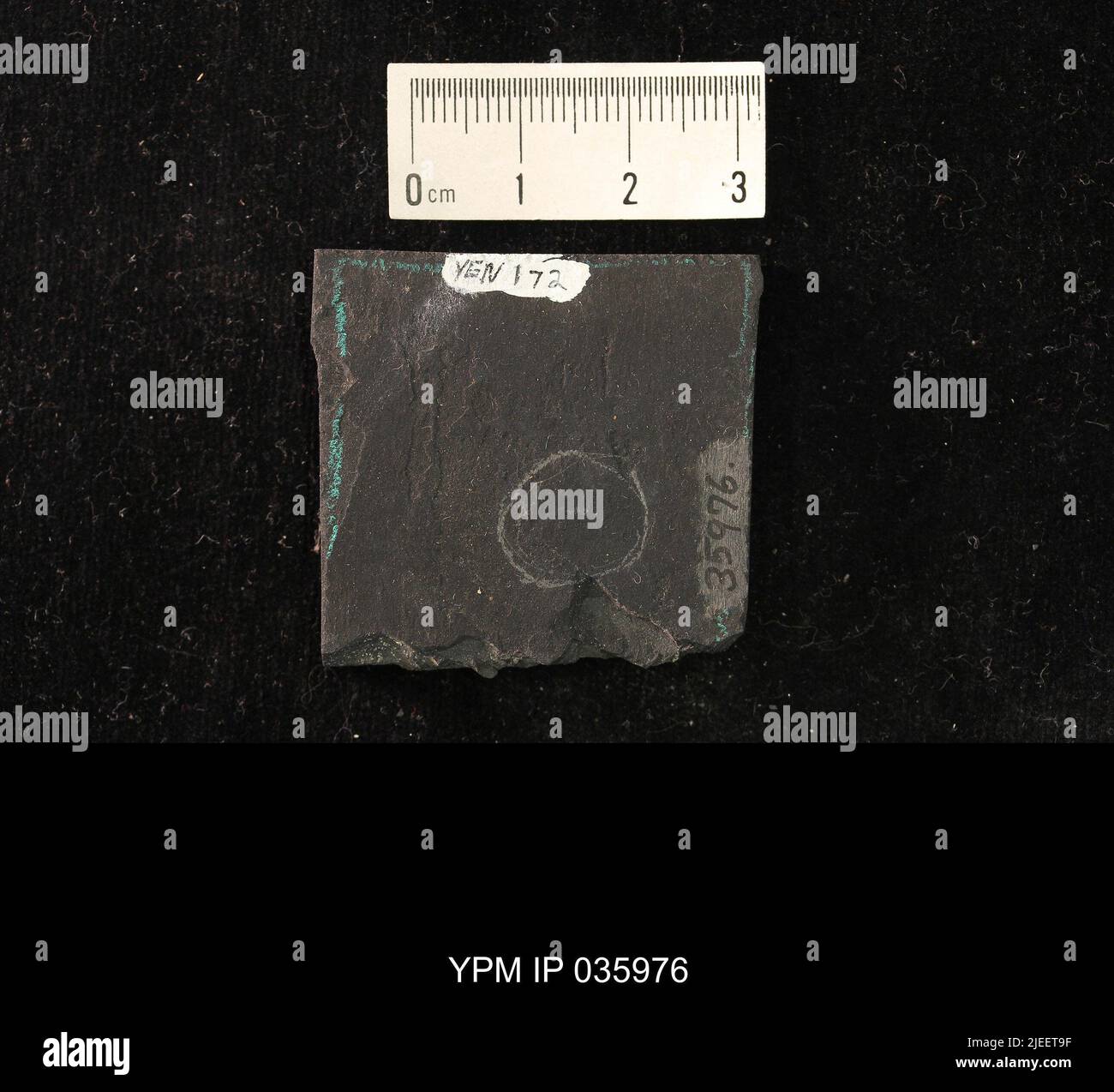 Diptera. IPC.01194: Carolina del Nord. Rockingham County. Macerie dell'unità meteorologica b del ciclo CB1-2, 1000 piedi sopra la base del membro superiore di Cow Branch, cava principale di Solite Corporation, .5 mi N di Fitzgerald, e .5 mi WSW di Leaksville Junction, VA. Coll: Olsen, P. E., Salvia, R. ago 1975. Triassico tardo. DaN River GRP. Sezione vacca FM.; Foto Stock