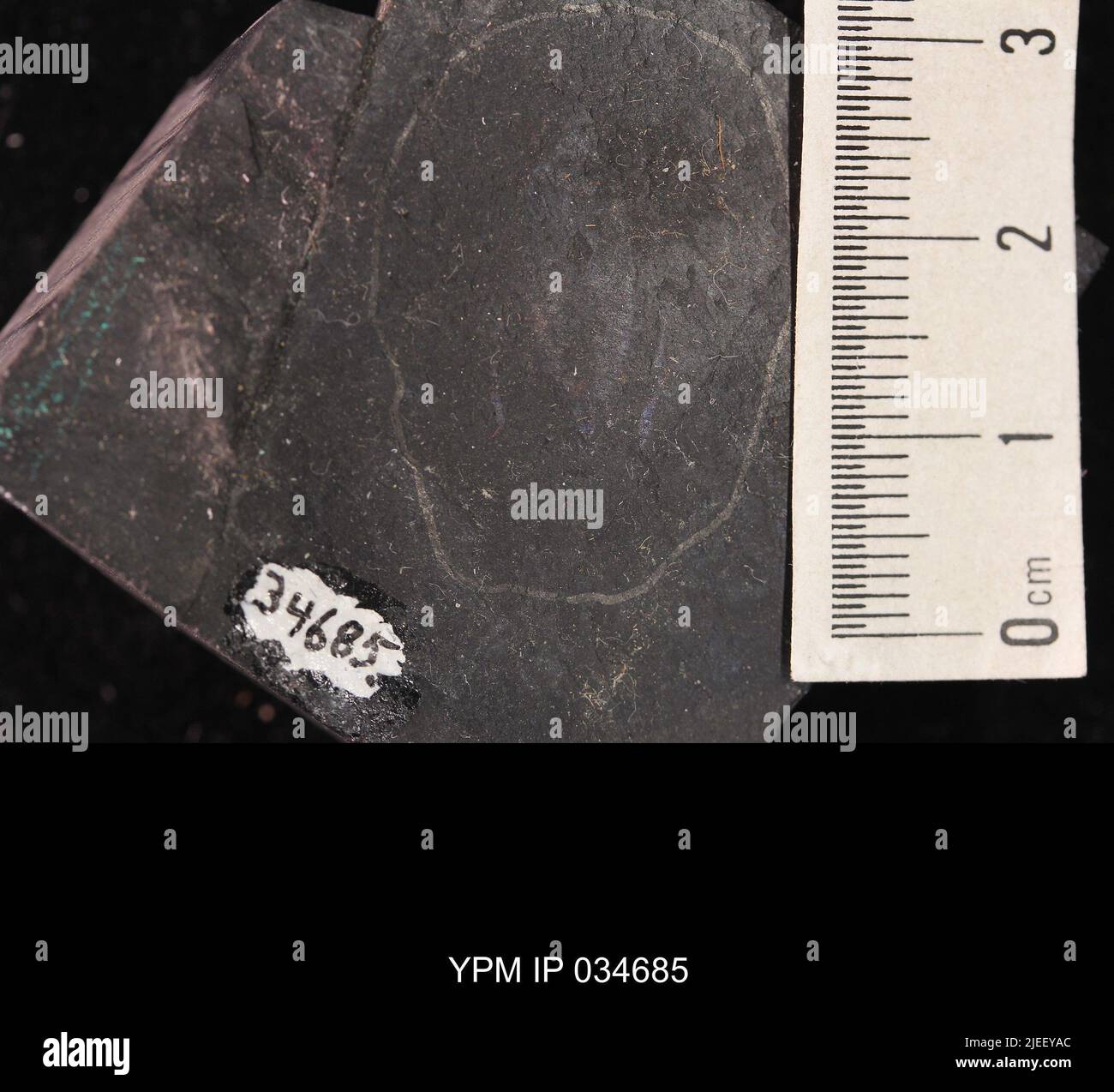 Belostomatidae. IPC.01194: Carolina del Nord. Rockingham County. Macerie dell'unità meteorologica b del ciclo CB1-2, 1000 piedi sopra la base del membro superiore di Cow Branch, cava principale di Solite Corporation, .5 mi N di Fitzgerald, e .5 mi WSW di Leaksville Junction, VA. Coll: Olsen, P. E., Salvia, R. ago 1975. Triassico tardo. DaN River GRP. Sezione vacca FM.; Foto Stock