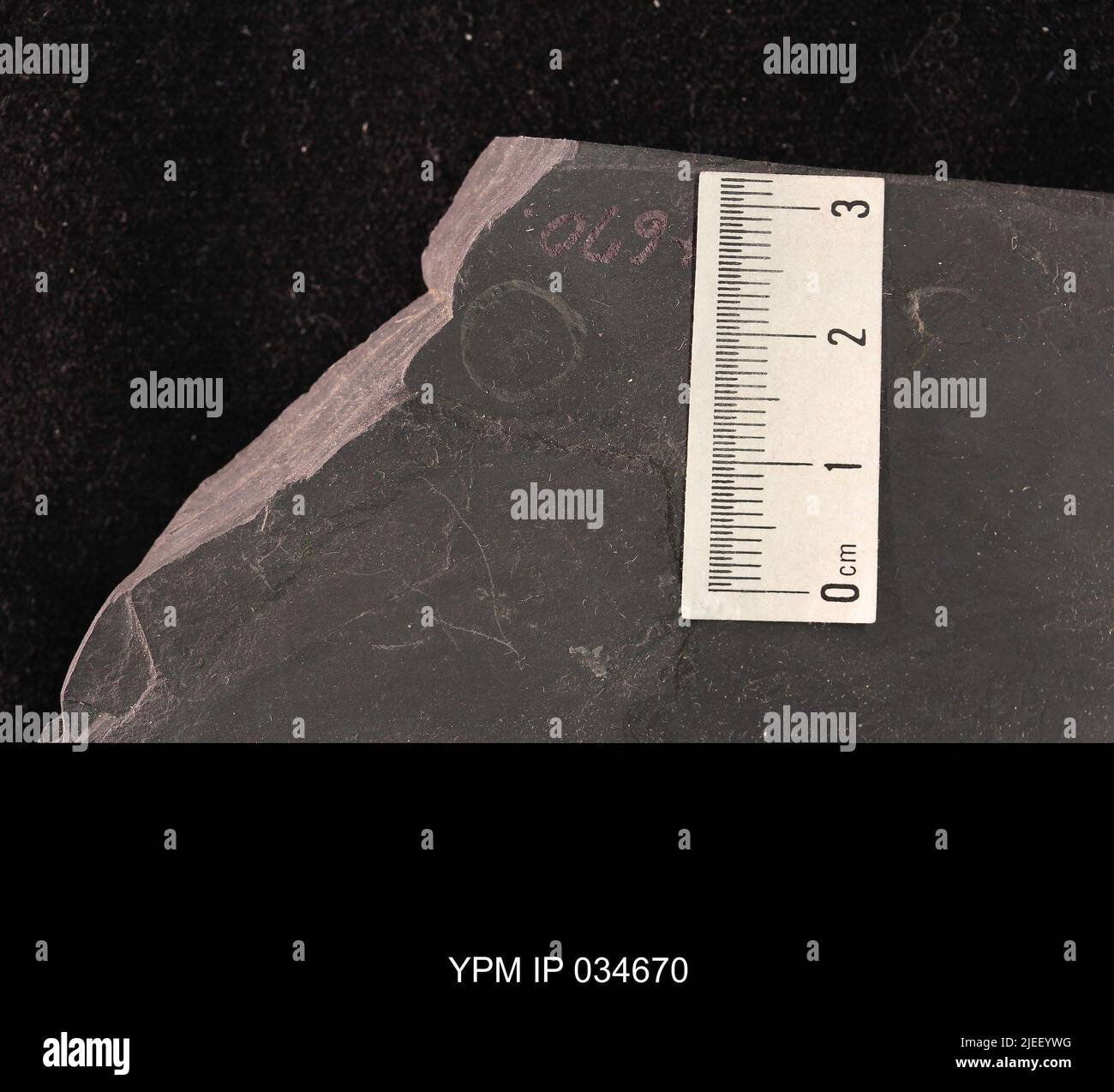 Hemiptera. IPC.01192: Carolina del Nord. Rockingham County. Strato di insetti, unità b, ciclo CB1-16, cava CB1-16-D, membro superiore di Cow Branch, cava principale di Solite Corporation, .5 mi N di Fitzgerald, e .5 mi WSW di Leaksville Junction, VA. [CB1-16]. Coll: Olsen, P. E. Triassico tardivo. DaN River GRP. Sezione vacca FM.; Foto Stock