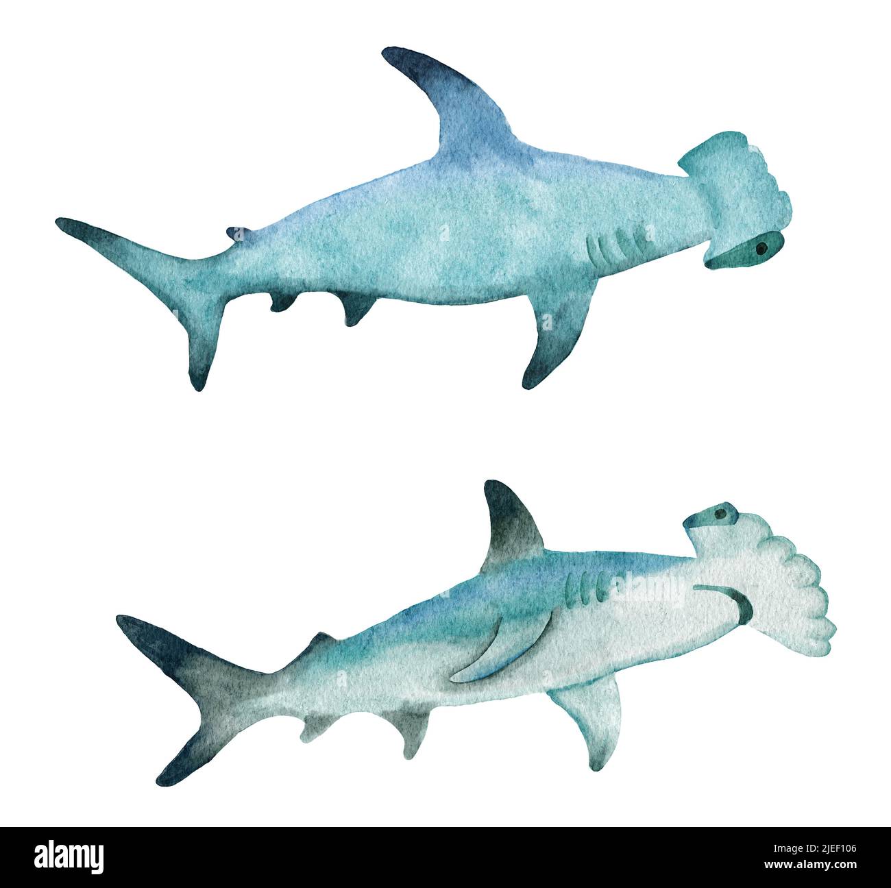 Acquerello mano alba martello squalo, pesci tropicali pericolosi, mare oceano subacqueo fauna selvatica, naturale specie endagered poster nautico stampa Foto Stock