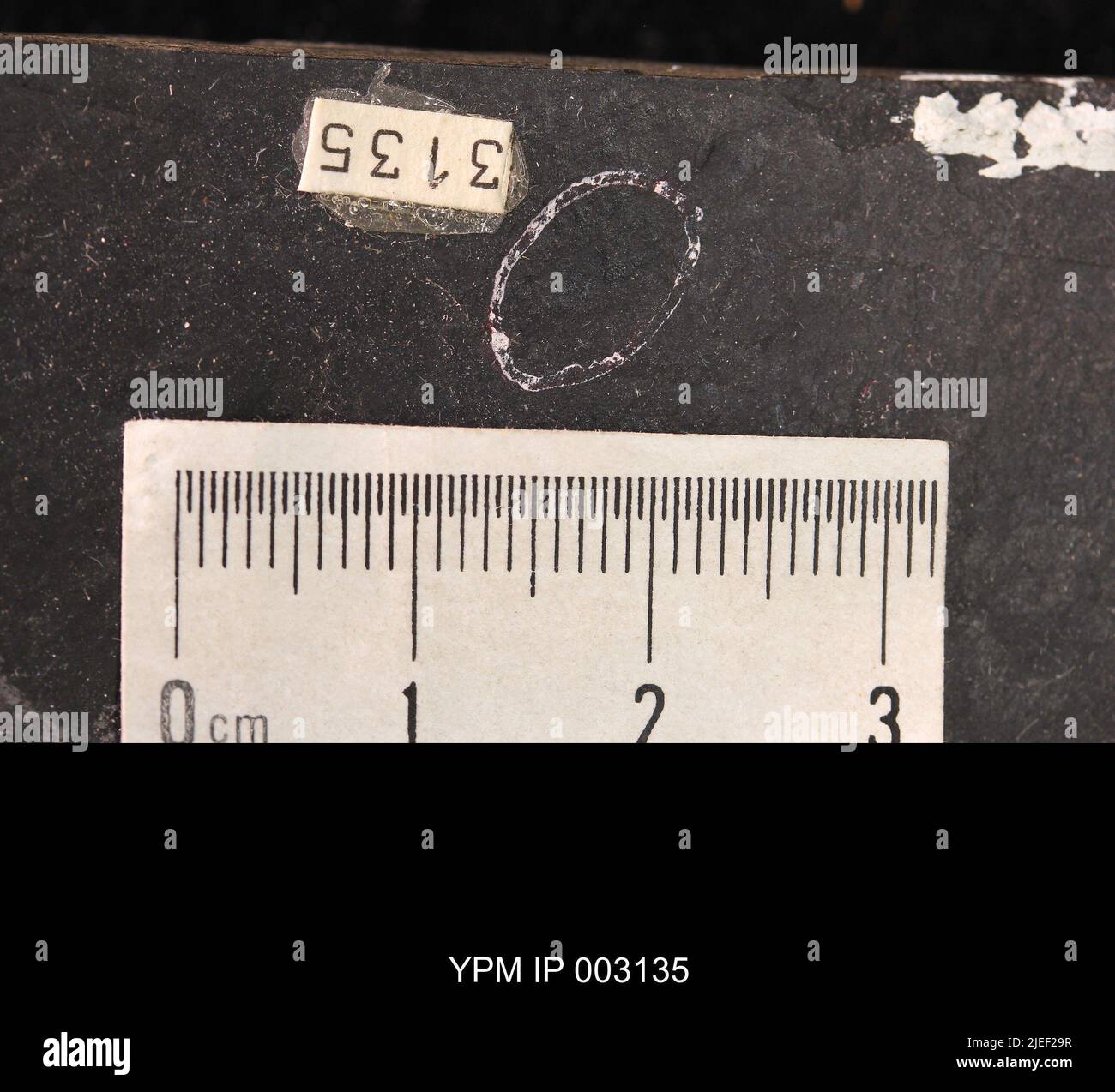 Belostomatidae. IPB.00594: Carolina del Nord. Rockingham County. Strato di insetti, unità b, ciclo CB1-2, cava CB1-2-D, 1000 piedi sopra la base del membro superiore di Cow Branch, cava principale di Solite Corporation, .5 mi N di Fitzgerald, e .5 mi WSW di Leaksville Junction, VA. [CB1-2-D]. Coll: Olsen, P. E., Broumbaugh, R. Jun 1975. Triassico tardo. DaN River GRP. Sezione vacca FM.; Foto Stock