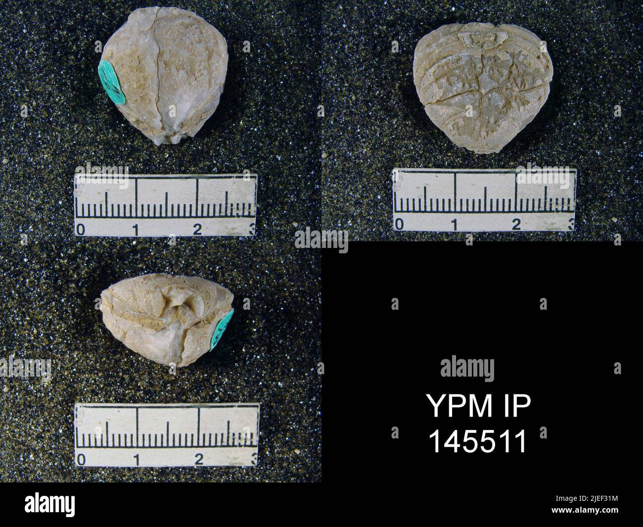 Spirigerella derbyi Waagen. Foto Stock