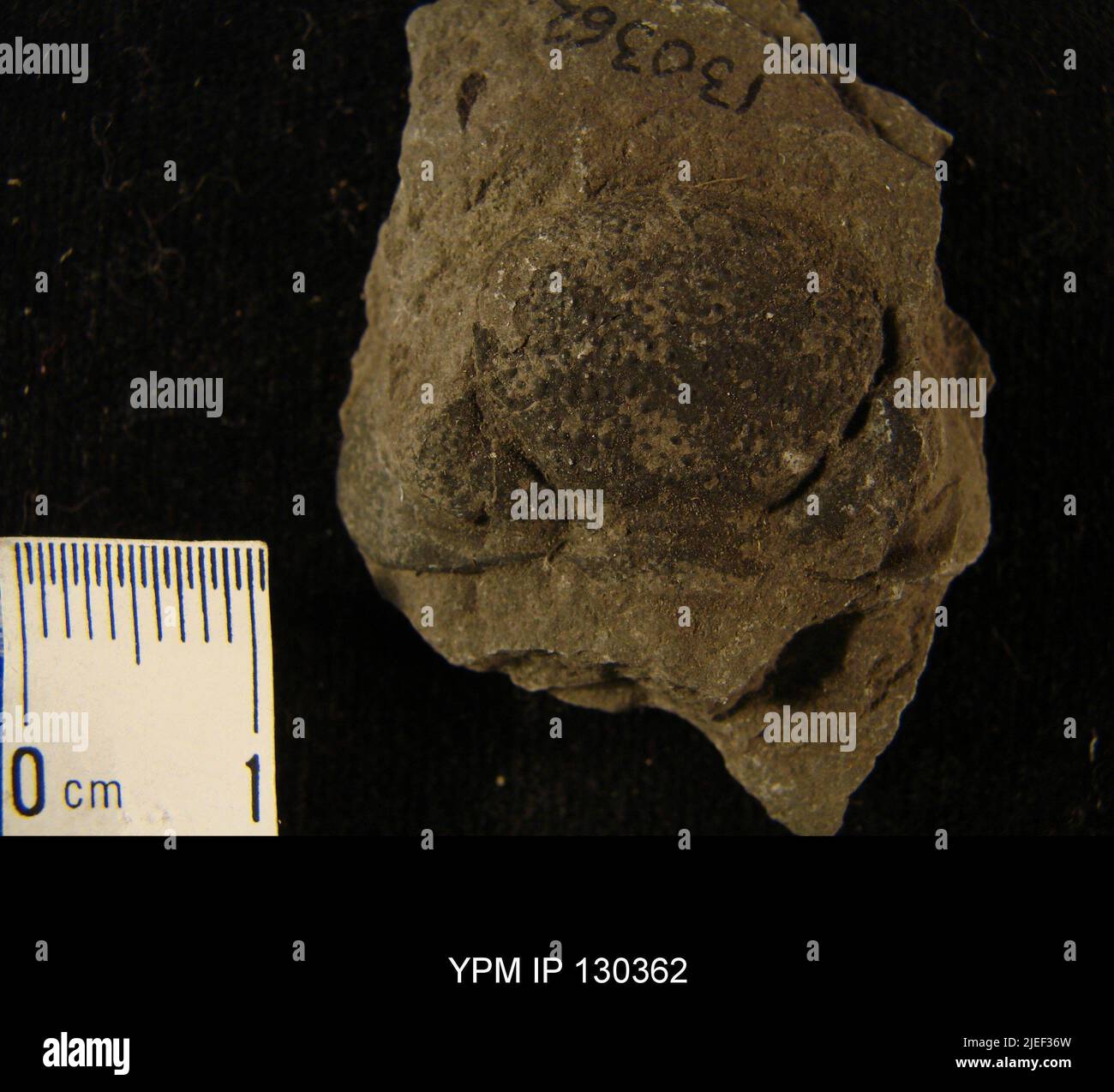 Phacops rana (verde). Elementi anatomici=cranidio Foto Stock