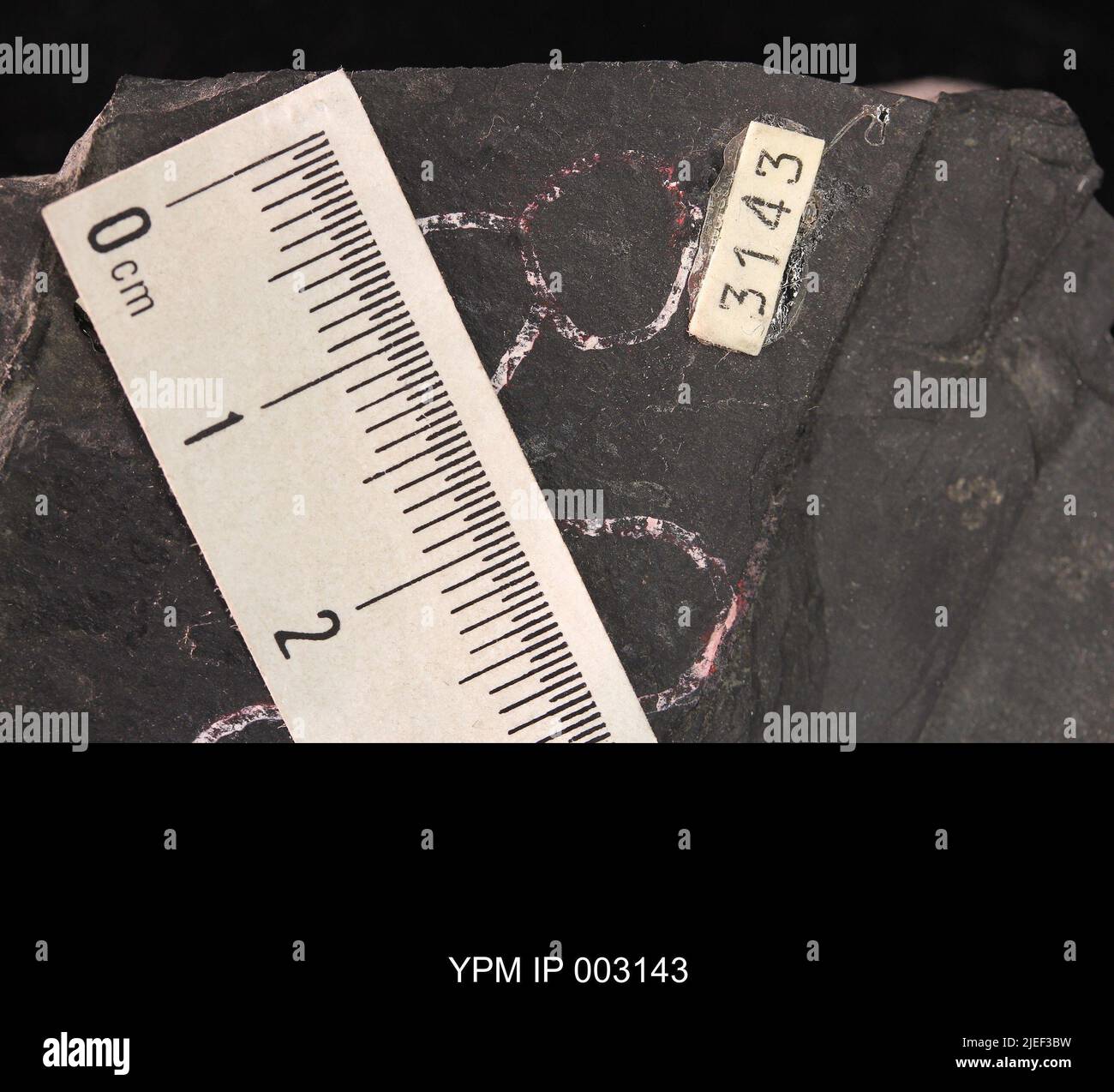 Diptera. IPB.00594: Carolina del Nord. Rockingham County. Strato di insetti, unità b, ciclo CB1-2, cava CB1-2-D, 1000 piedi sopra la base del membro superiore di Cow Branch, cava principale di Solite Corporation, .5 mi N di Fitzgerald, e .5 mi WSW di Leaksville Junction, VA. [CB1-2-D]. Coll: Olsen, P. E., Broumbaugh, R. Jun 1975. Triassico tardo. DaN River GRP. Sezione vacca FM.; Foto Stock