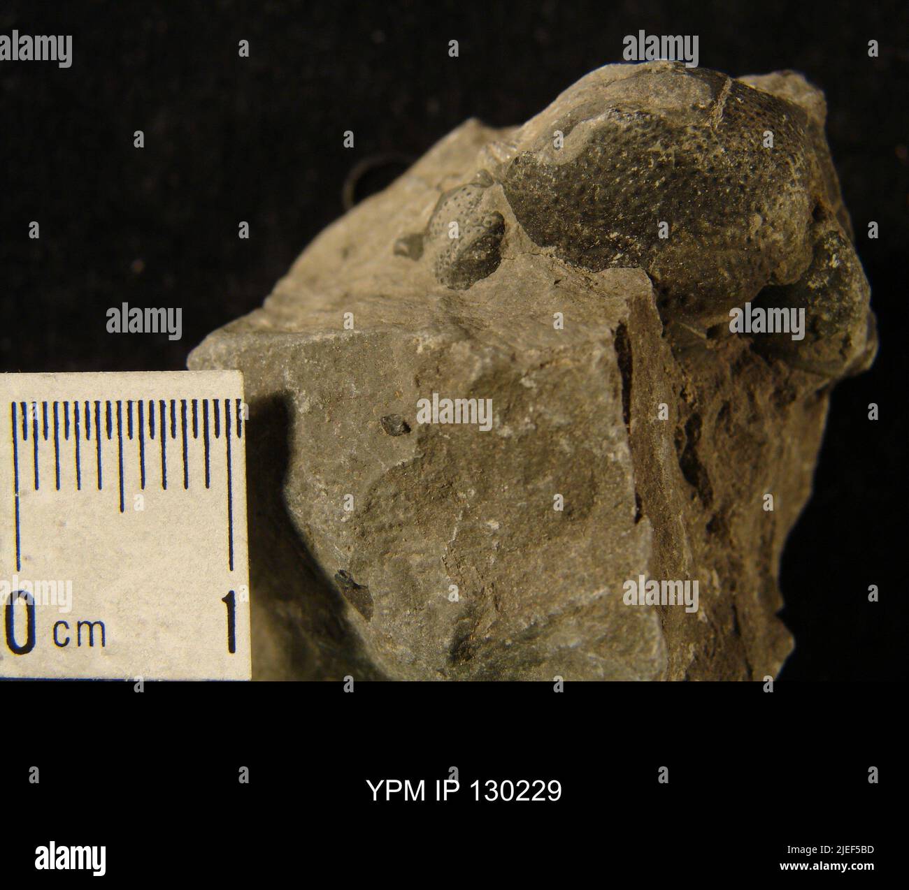 Eldredgeops rana (verde). Foto Stock