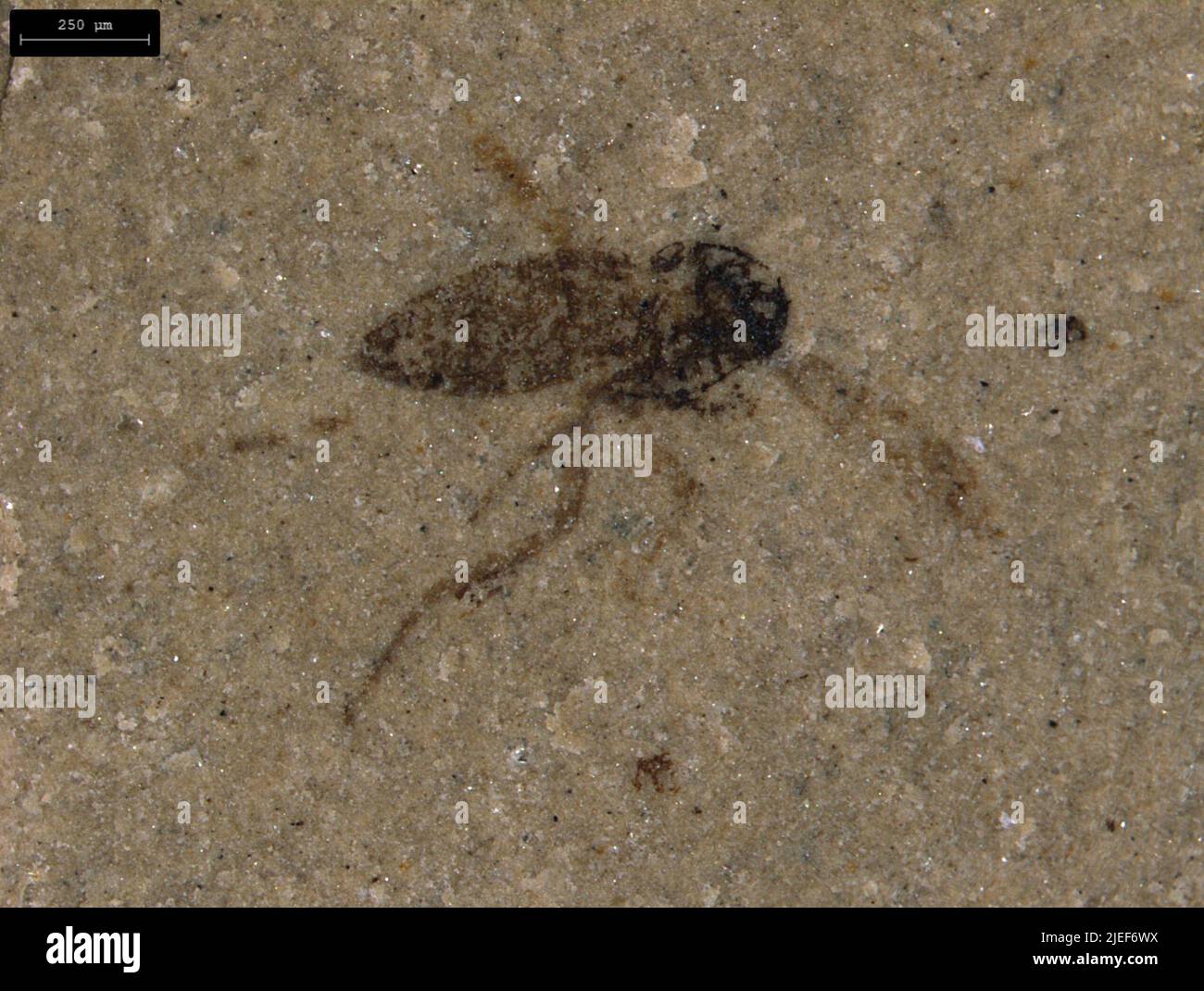 indeterminato. Foto Stock