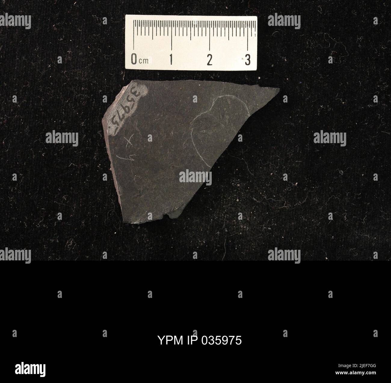 Limoniidae. IPC.01194: Carolina del Nord. Rockingham County. Macerie dell'unità meteorologica b del ciclo CB1-2, 1000 piedi sopra la base del membro superiore di Cow Branch, cava principale di Solite Corporation, .5 mi N di Fitzgerald, e .5 mi WSW di Leaksville Junction, VA. Coll: Olsen, P. E., Salvia, R. ago 1975. Triassico tardo. DaN River GRP. Sezione vacca FM.; Foto Stock