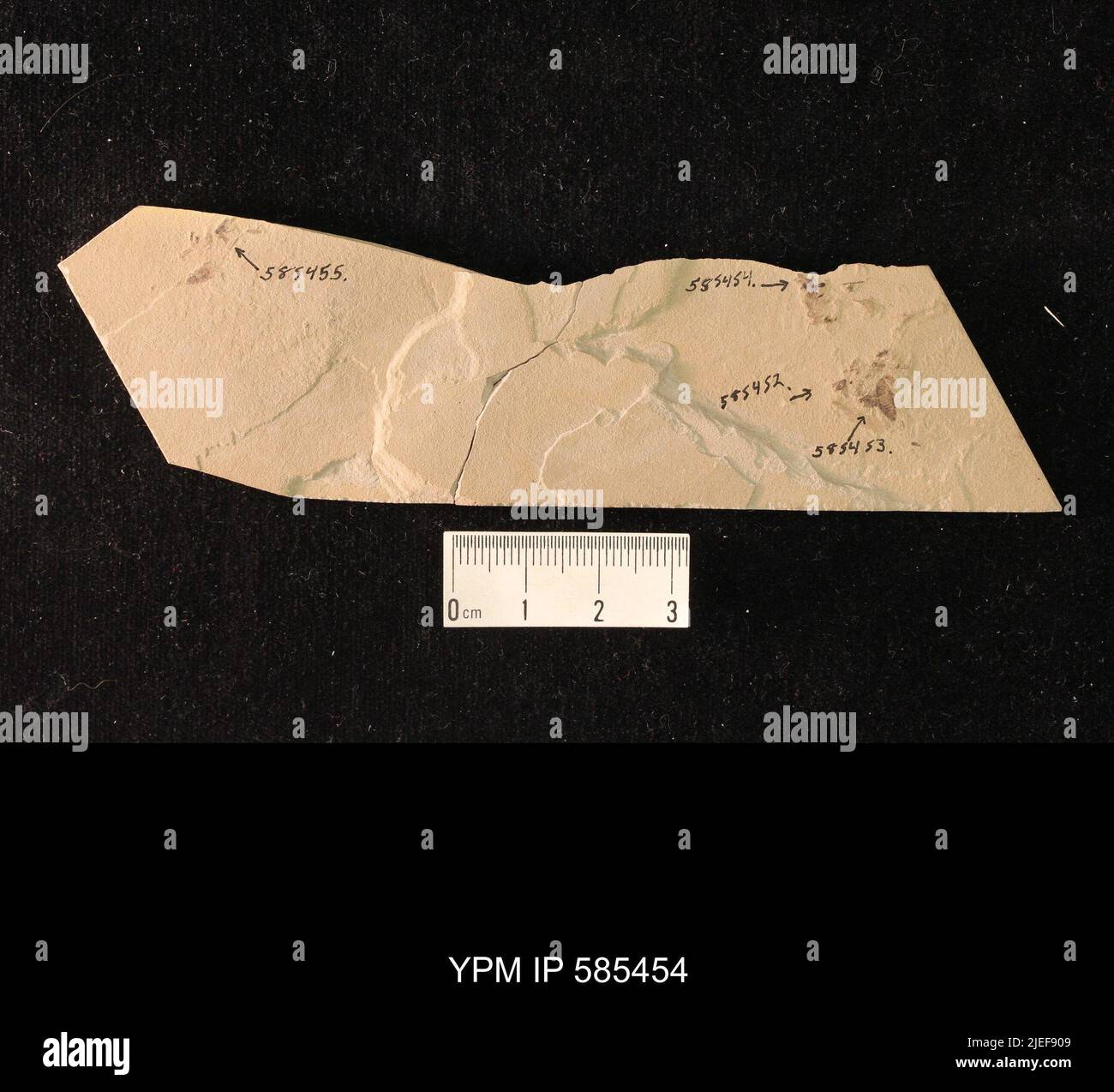 Hemiptera. Foto Stock