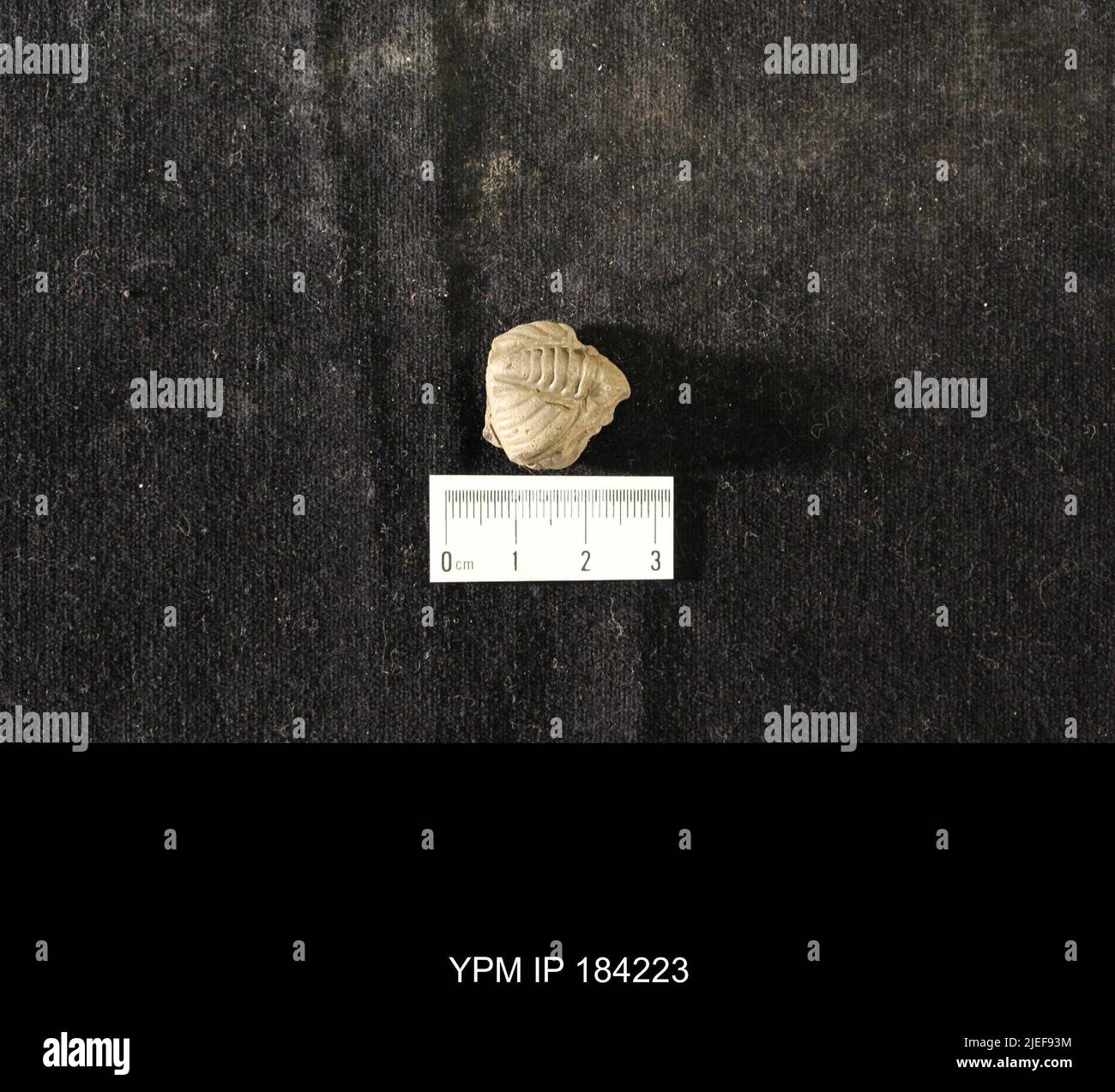 Diacalymene drummuckensis (Reed). Foto Stock