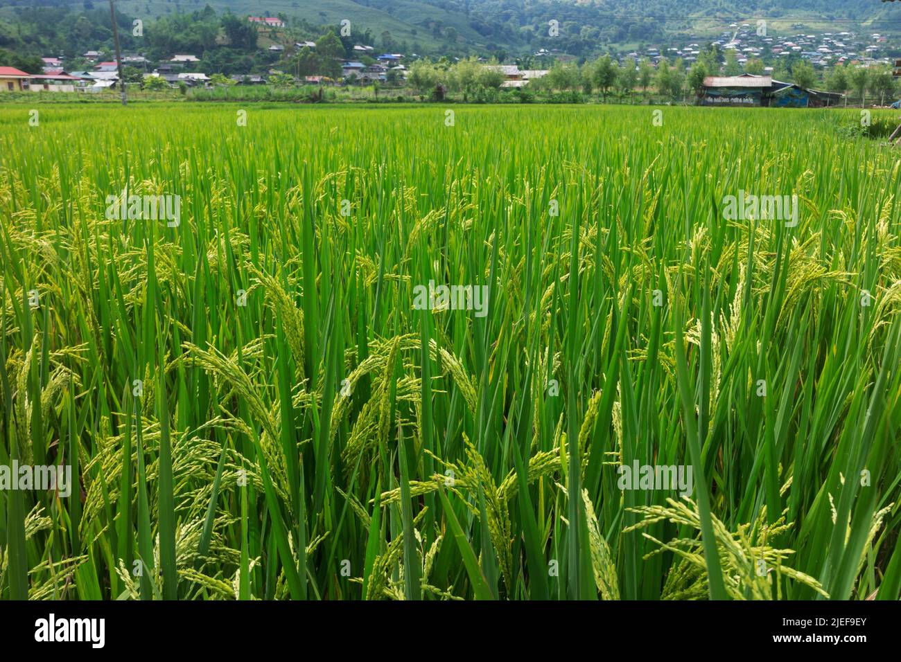 Titolo Green Rice Grain campo piantando Farming montagna raccolto stagione nel Vietnam del Nord Mu Cang Chai Yen Bai Foto Stock