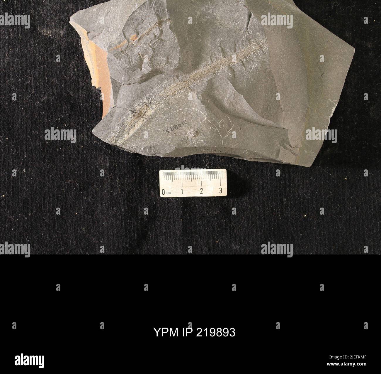 Triartrus eatoni (Hall, 1838). Foto Stock