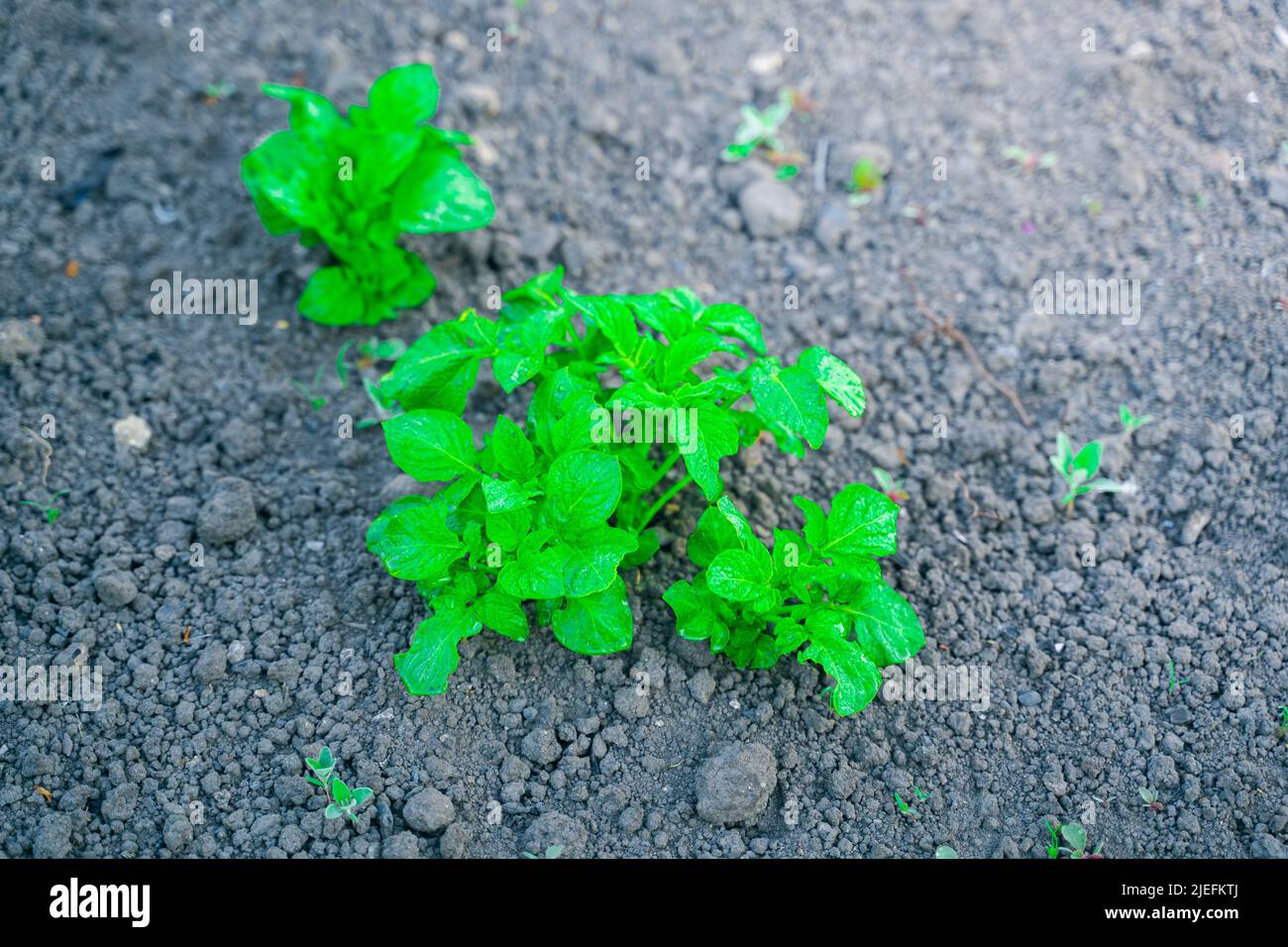 Foglie di patata verde brillante saturate di un primo piano di coltivazione sullo sfondo del terreno di un letto giardino Foto Stock