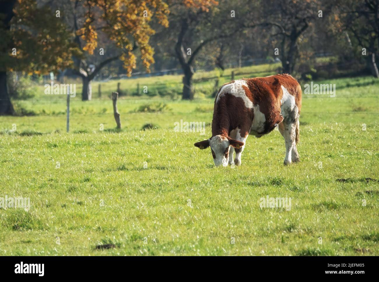 mucca bianco-marrone pascolo su pascolo Foto Stock