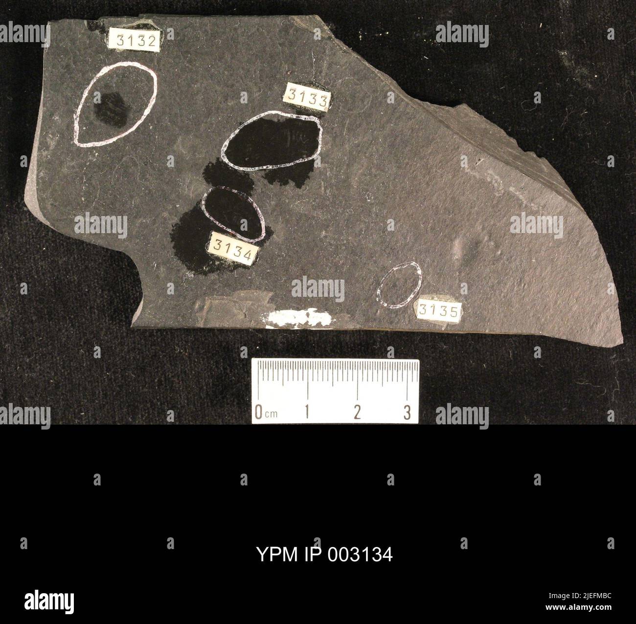 Belostomatidae. IPB.00594: Carolina del Nord. Rockingham County. Strato di insetti, unità b, ciclo CB1-2, cava CB1-2-D, 1000 piedi sopra la base del membro superiore di Cow Branch, cava principale di Solite Corporation, .5 mi N di Fitzgerald, e .5 mi WSW di Leaksville Junction, VA. [CB1-2-D]. Coll: Olsen, P. E., Broumbaugh, R. Jun 1975. Triassico tardo. DaN River GRP. Sezione vacca FM.; Foto Stock
