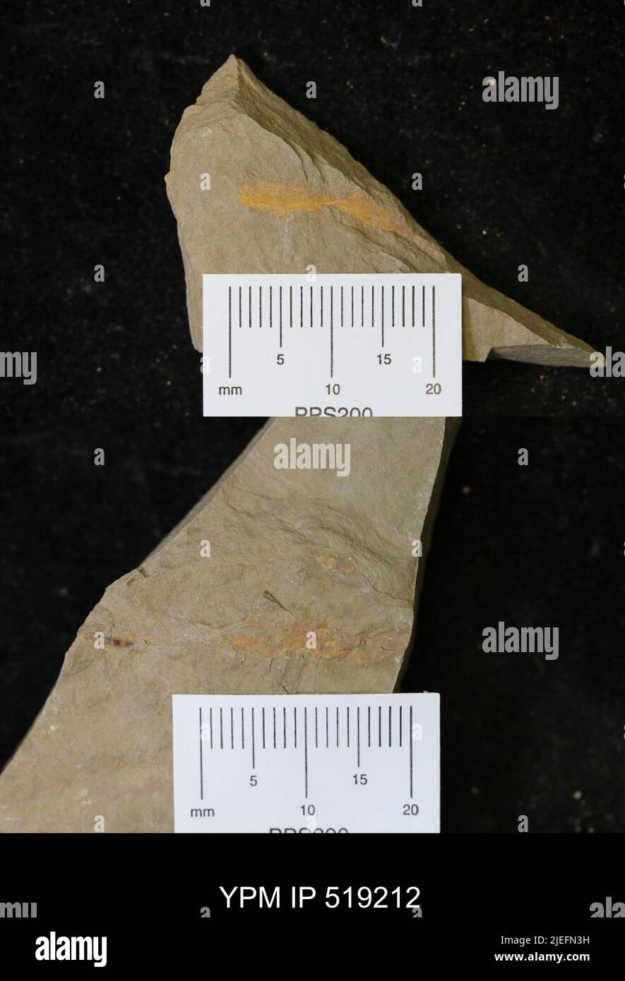 Animalia. Foto Stock