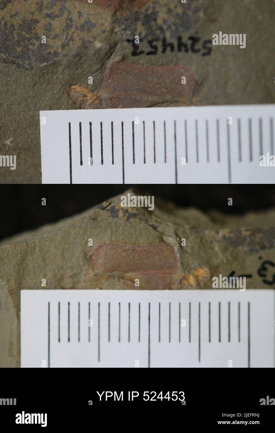 Cothurnocystis sp. Foto Stock