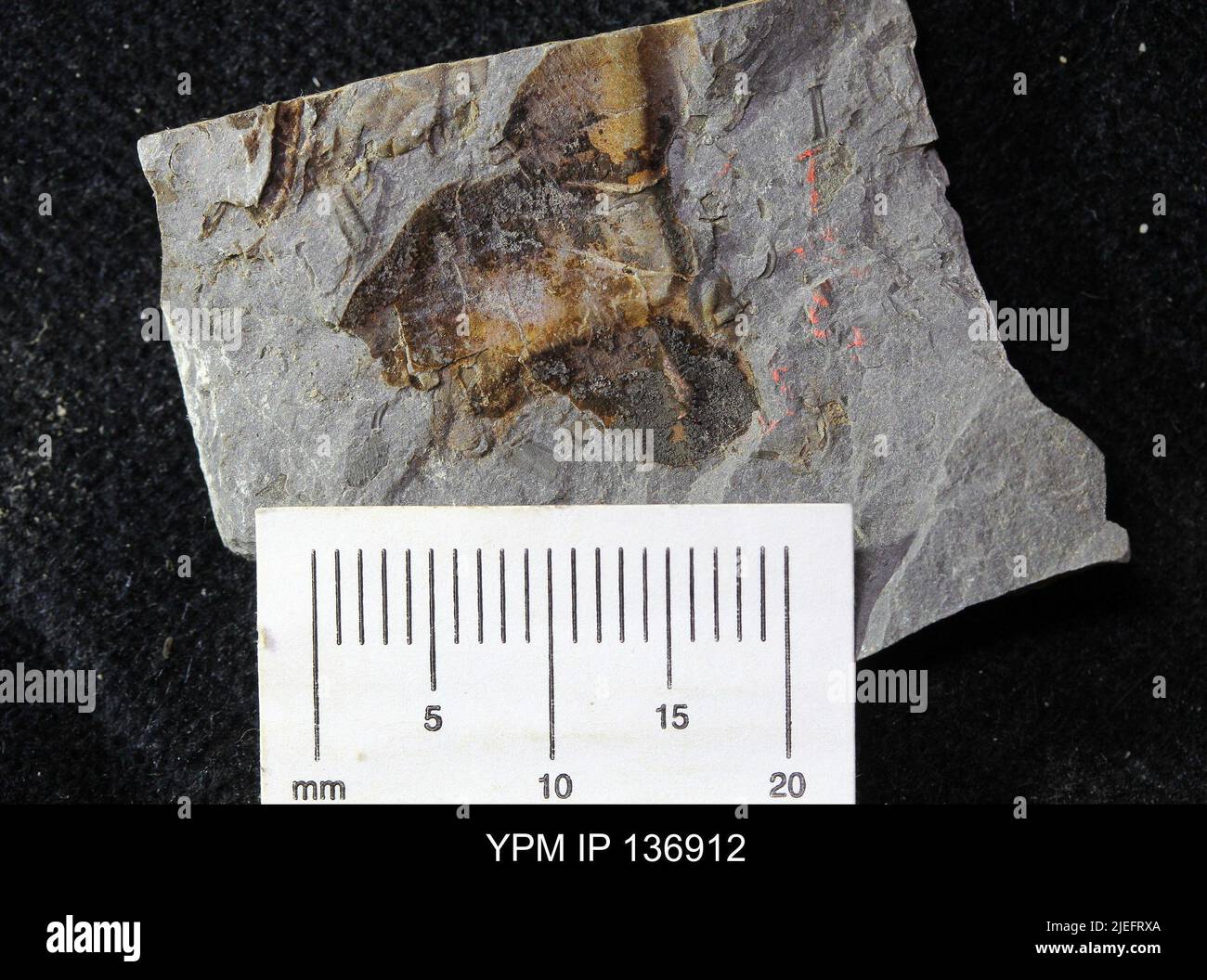 Ctenocephalus malteus. Foto Stock