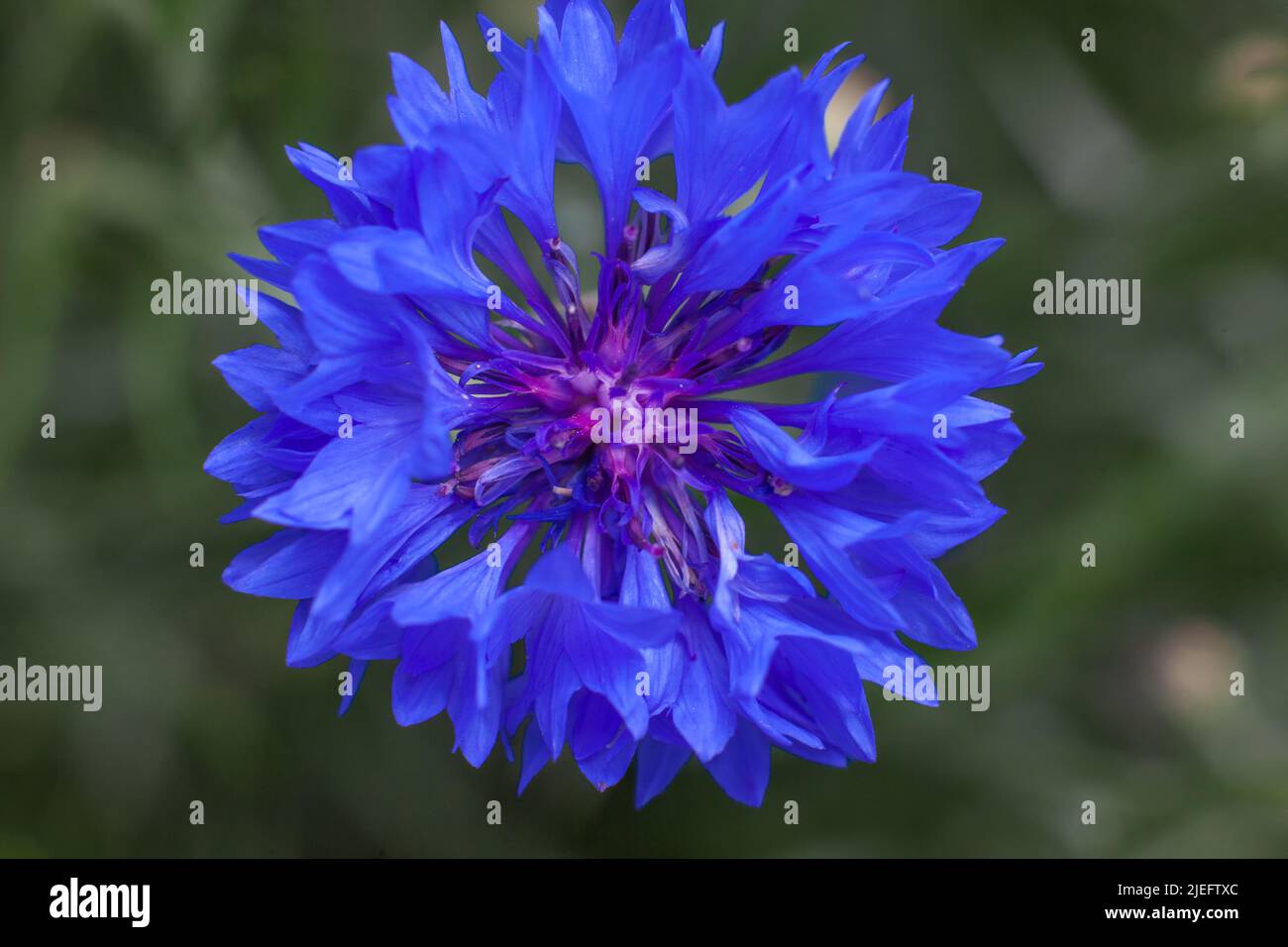 Primo piano di fiori di mais blu. Fiori selvatici nel giardino Foto Stock
