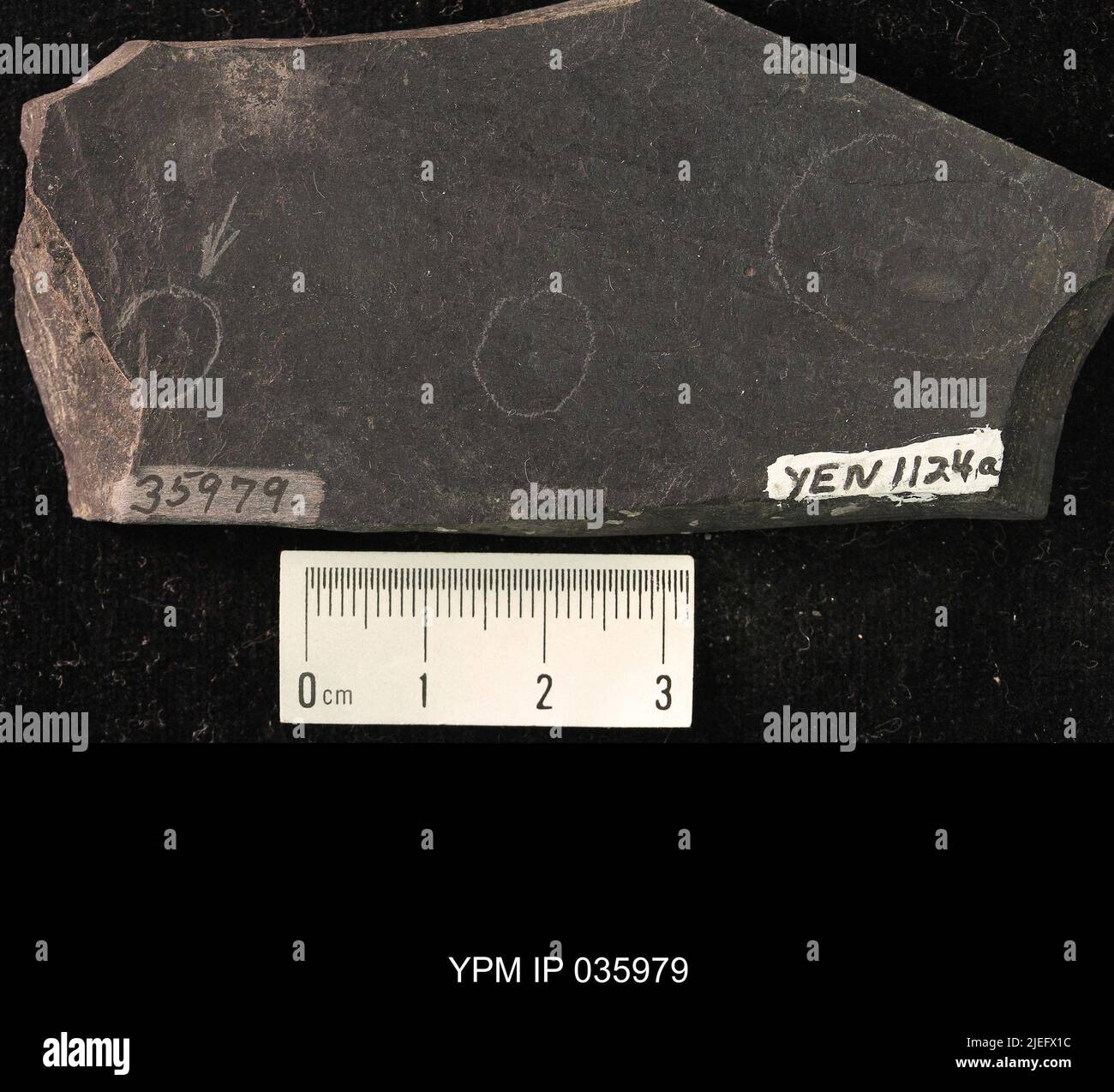 Diptera. IPC.01194: Carolina del Nord. Rockingham County. Macerie dell'unità meteorologica b del ciclo CB1-2, 1000 piedi sopra la base del membro superiore di Cow Branch, cava principale di Solite Corporation, .5 mi N di Fitzgerald, e .5 mi WSW di Leaksville Junction, VA. Coll: Olsen, P. E., Salvia, R. ago 1975. Triassico tardo. DaN River GRP. Sezione vacca FM.; Foto Stock