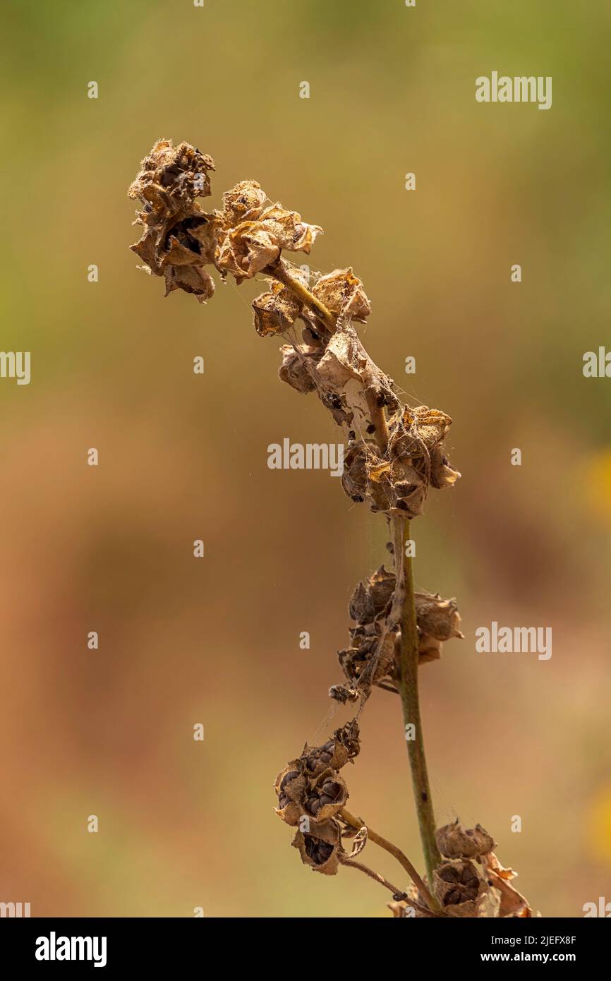 ramoscello asciutto di un primo piano di pianta su uno sfondo sfocato Foto Stock