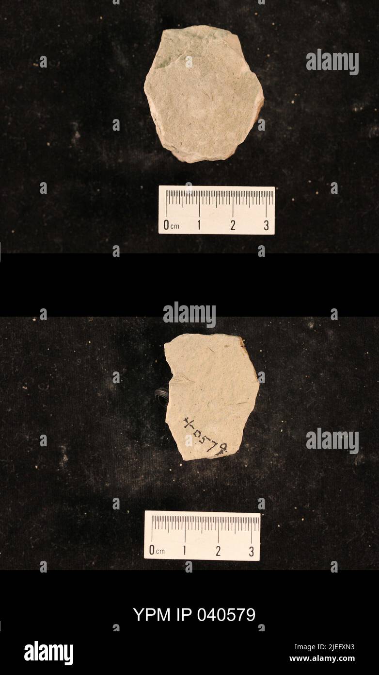 Liomopterum sp. IPB.05168: Kansas. Contea di Dickinson. Elmo. Letti di insetto superiore 2 in N strada tagliata, 20-100 piedi W di culvert, & letto di insetto inferiore, in disegno circa 600 piedi un po 'W di N di quel taglio, 3 mi S & .7 mi e di crocevia a se cor. Di Elmo. [E-101; 3496/C]. Coll: Dunbar, C. O. 1921. Primo Permiano. GRP Sumner Wellington, FM. Elmo LS MBR.; Foto Stock