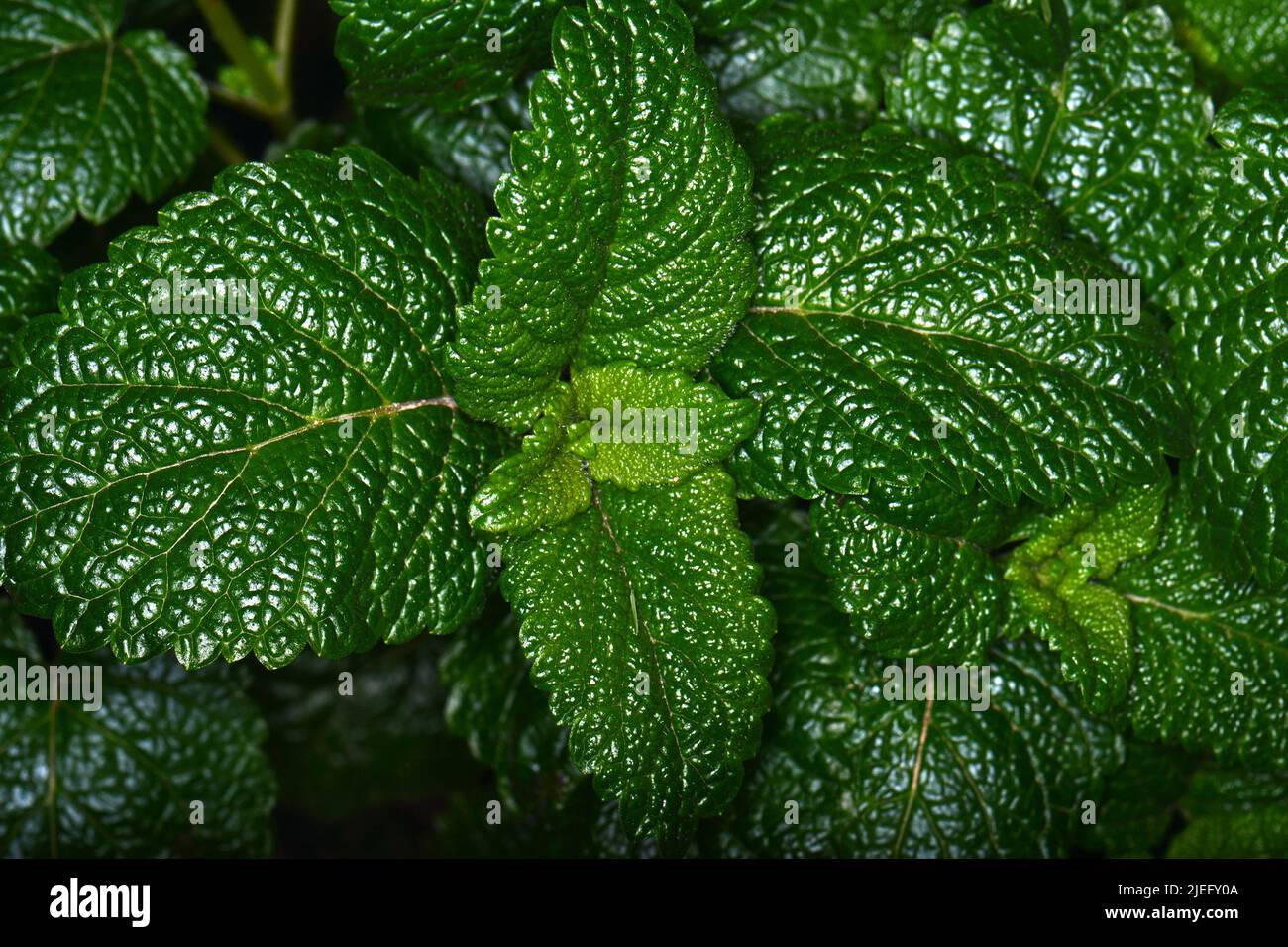 Balsamo al limone, balsamo comune o menta balsamo (Melissa officinalis) in giardino Foto Stock