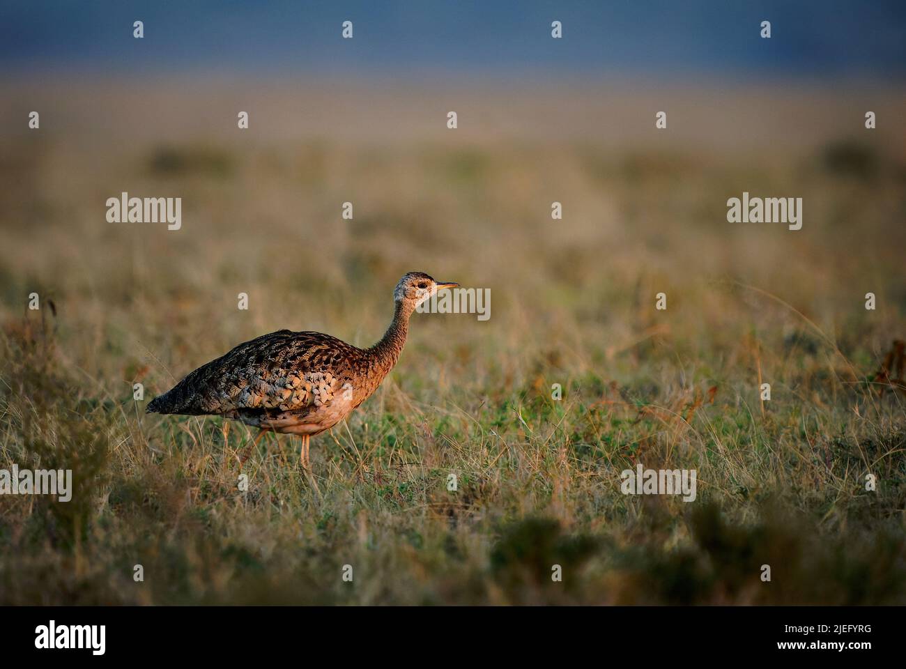 Senape dalle bugne nere (Lissotis melanogaster) anche corhaan dalle bugne nere, uccello africano che abitano a terra nella famiglia dei bustard, che cammina nella savana Foto Stock