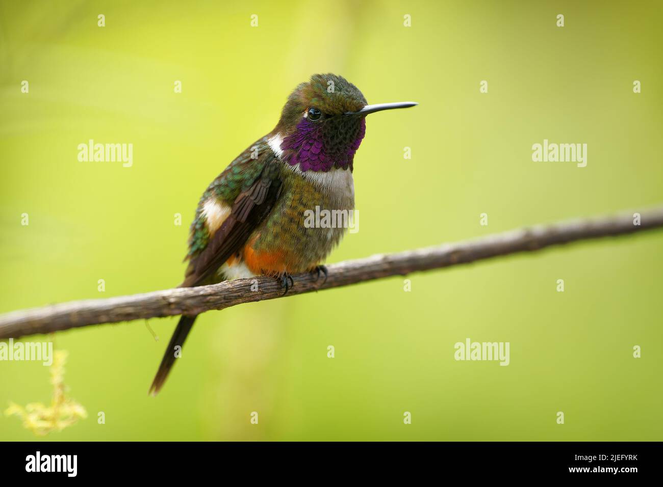 Woodstar a gola viola - Colliphlox mitchellii hummingbird, una delle due specie di Filodice, trovato in Colombia, Ecuador e Panama, viola piccolo, porpora Foto Stock