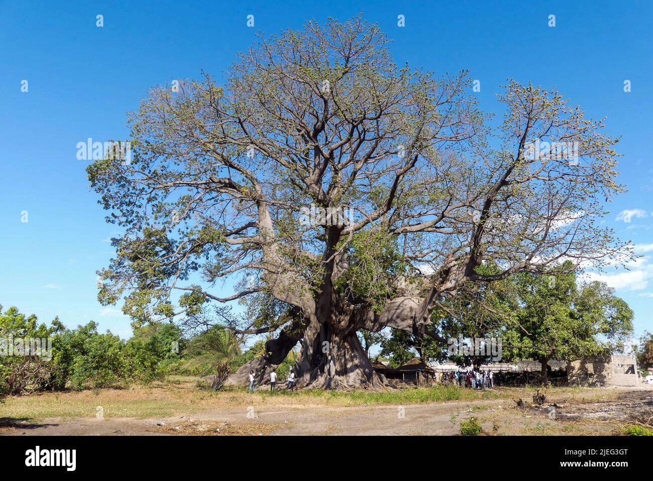 Albero di Baobab (adansonia digitata), l'albero sacro di Fadial, Senegal, Africa. Ha 850 anni e abbastanza grande per dozzine di persone per sedersi intorno ad esso. Foto Stock