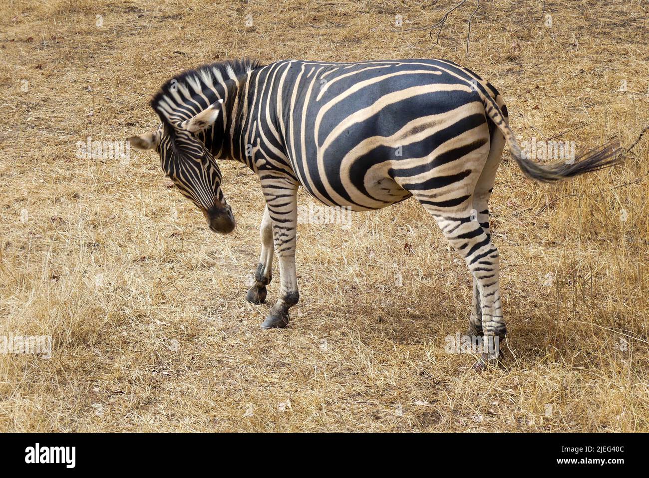 Zebra vagando nei campi della Riserva di Bandia, in Senegal, Africa occidentale, Africa. Foto Stock