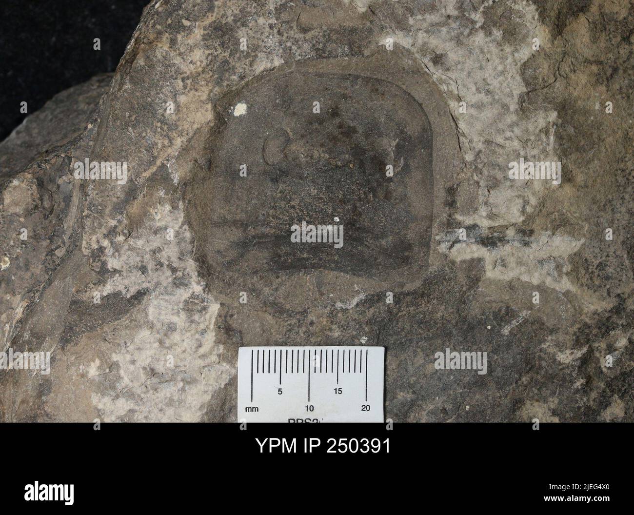 Eurypterida HYPOTYPE. Foto Stock