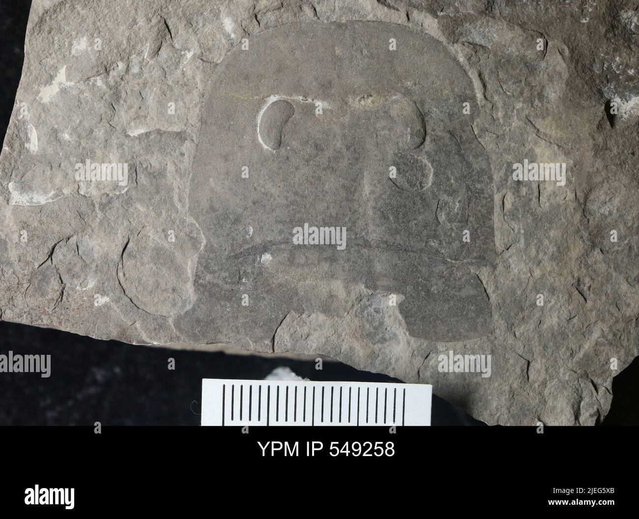 Eurypterus sp. IPOTYPE. Foto Stock