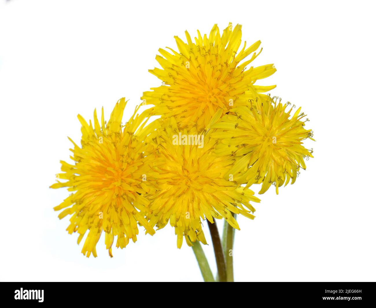 Fiori di dente di leone isolati su sfondo bianco. Foto Stock