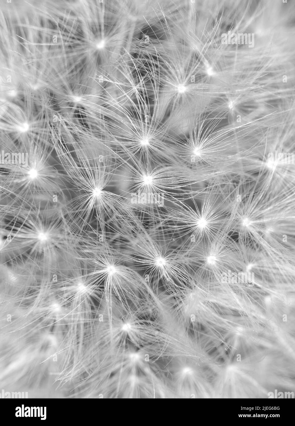 Testa di seme di dente di leone macro isolata su nero. Bianco e nero della palla di sfuggiamento del dente di leone. Disegno geometrico in natura. Dente di leone bianco - Taraxacum specie - Foto Stock