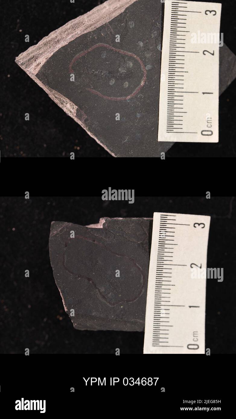 Esapoda. IPC.01194: Carolina del Nord. Rockingham County. Macerie dell'unità meteorologica b del ciclo CB1-2, 1000 piedi sopra la base del membro superiore di Cow Branch, cava principale di Solite Corporation, .5 mi N di Fitzgerald, e .5 mi WSW di Leaksville Junction, VA. Coll: Olsen, P. E., Salvia, R. ago 1975. Triassico tardo. DaN River GRP. Sezione vacca FM.; Foto Stock
