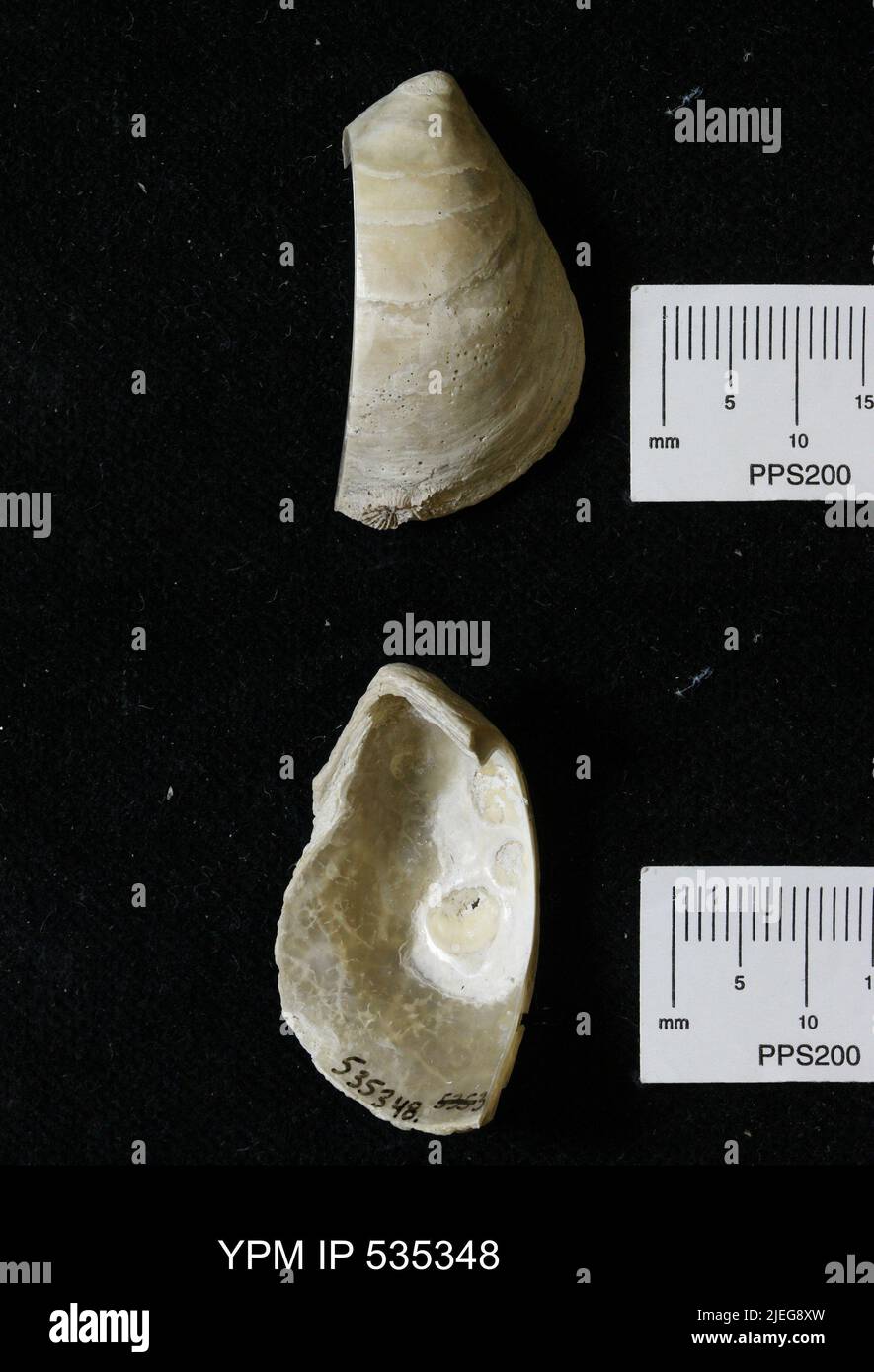 Anomia simplex d'Orbigny, 1853. Foto Stock