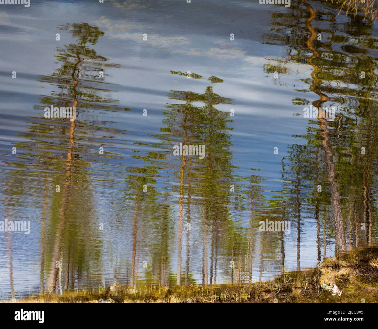 Alberi di pino riflessioni e astrazioni nel lago di Isteren, Engerdal kommune, Innlandet fylke, Norvegia, Scandinavia. Foto Stock