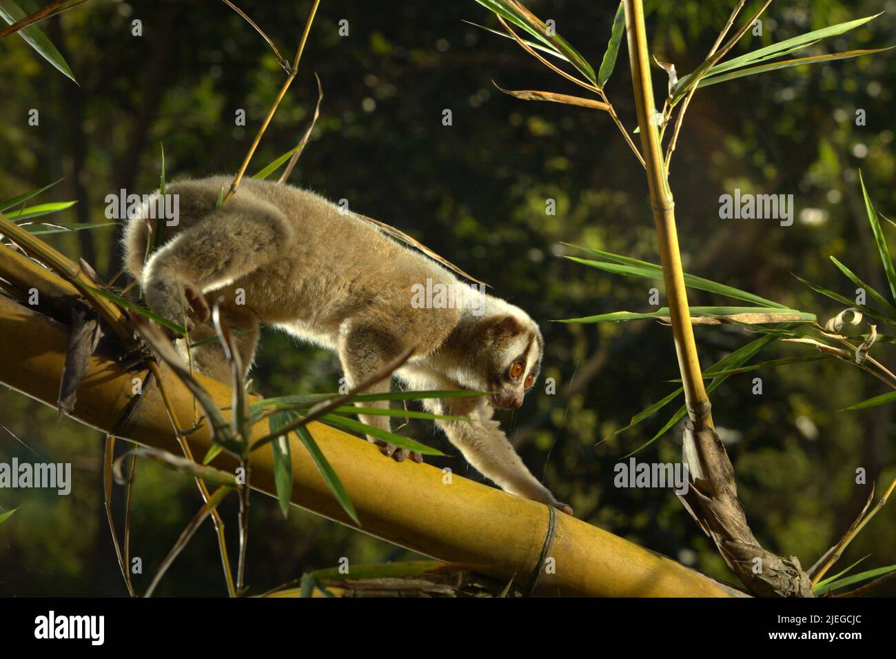 Un Javan Slow loris selvaggio (Nycticebus javanicus), un primato notturno, è fotografato alla luce del giorno in un ambiente controllato nel suo habitat naturale a Sumedang, Giava Occidentale, Indonesia. La specie è minacciata a causa del traffico di animali selvatici e della perdita di habitat. L'International Union for Conservation of Nature (IUCN) elenca Javan Slow loris nella loro Lista Rossa delle specie minacciate come criticamente minacciate, a solo un passo dall'estinzione. Foto Stock