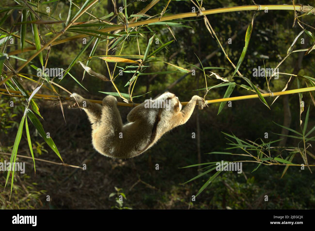 Un Javan Slow loris selvaggio (Nycticebus javanicus), un primato notturno, è fotografato alla luce del giorno in un ambiente controllato nel suo habitat naturale a Sumedang, Giava Occidentale, Indonesia. La specie è minacciata a causa del traffico di animali selvatici e della perdita di habitat. L'International Union for Conservation of Nature (IUCN) elenca Javan Slow loris nella loro Lista Rossa delle specie minacciate come criticamente minacciate, a solo un passo dall'estinzione. Foto Stock