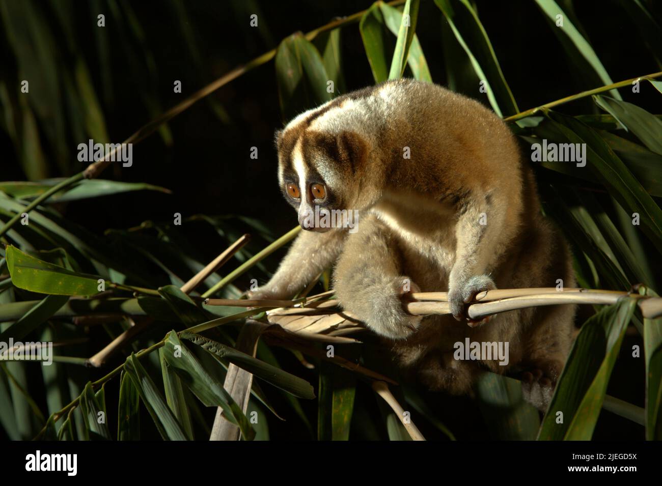 Un javan Slow loris selvaggio (Nycticebus javanicus), un primato notturno, in pericolo critico, endemico di Java Island, viene fotografato alla luce del giorno in un ambiente controllato nel suo habitat naturale a Sumedang, West Java, Indonesia. La specie è minacciata a causa del traffico di animali selvatici e della perdita di habitat. L'International Union for Conservation of Nature (IUCN) elenca javan Slow loris nella loro Lista Rossa delle specie minacciate come criticamente minacciate, a solo un passo dall'estinzione. Foto Stock