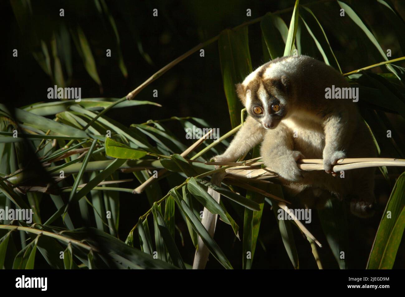 Un javan Slow loris selvaggio (Nycticebus javanicus), un primato notturno, in pericolo critico, endemico di Java Island, viene fotografato alla luce del giorno in un ambiente controllato nel suo habitat naturale a Sumedang, West Java, Indonesia. La specie è minacciata a causa del traffico di animali selvatici e della perdita di habitat. L'International Union for Conservation of Nature (IUCN) elenca javan Slow loris nella loro Lista Rossa delle specie minacciate come criticamente minacciate, a solo un passo dall'estinzione. Foto Stock