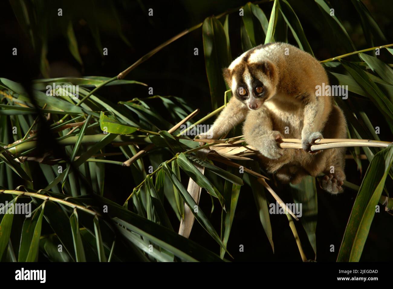 Un javan Slow loris selvaggio (Nycticebus javanicus), un primato notturno, in pericolo critico, endemico di Java Island, viene fotografato alla luce del giorno in un ambiente controllato nel suo habitat naturale a Sumedang, West Java, Indonesia. La specie è minacciata a causa del traffico di animali selvatici e della perdita di habitat. L'International Union for Conservation of Nature (IUCN) elenca javan Slow loris nella loro Lista Rossa delle specie minacciate come criticamente minacciate, a solo un passo dall'estinzione. Foto Stock