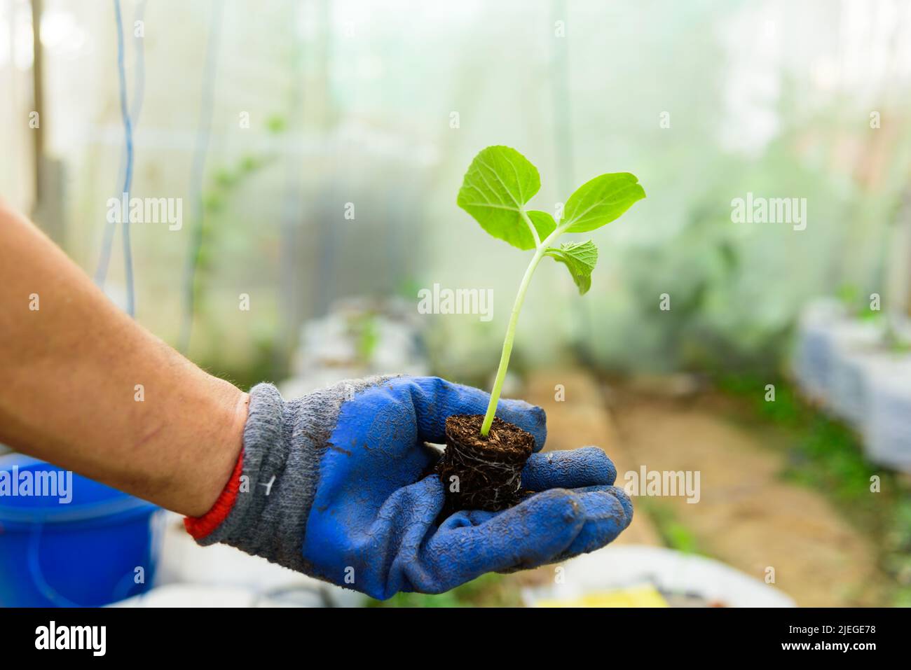 L'uomo tiene il melone che si aggraffa per la pianta Foto Stock