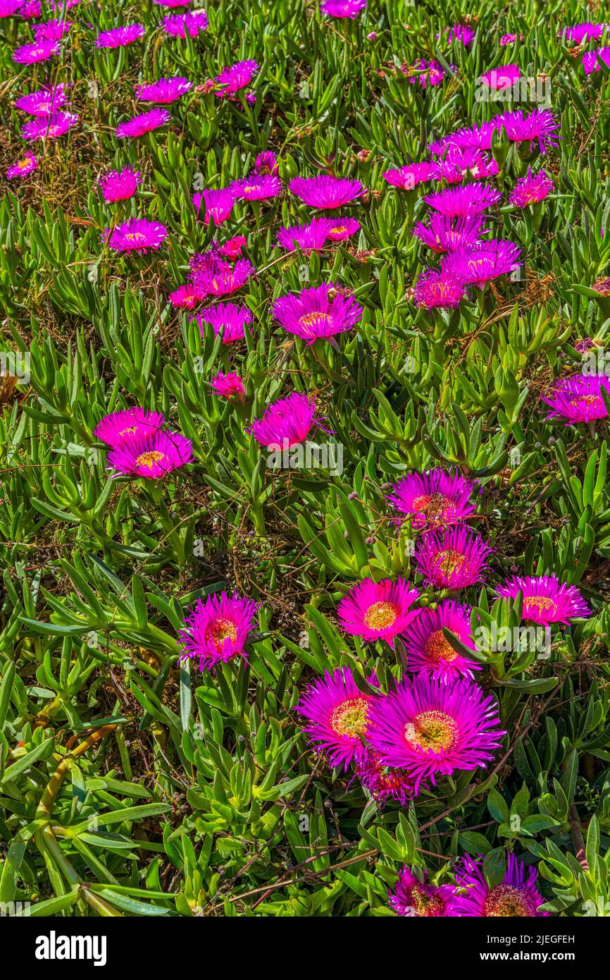 Il prato fiorito del Carpobroto rossii, comunemente noto come karkalla, è una pianta succulenta della famiglia delle Aizoaceae. Puglia, Italia, Europa Foto Stock