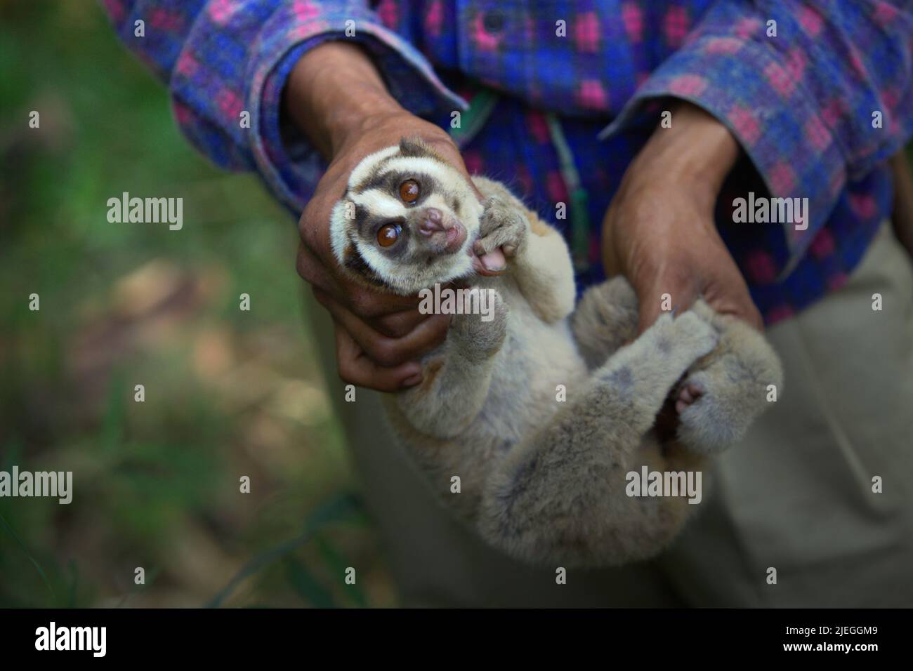 Cacciato loris lento immagini e fotografie stock ad alta risoluzione - Alamy